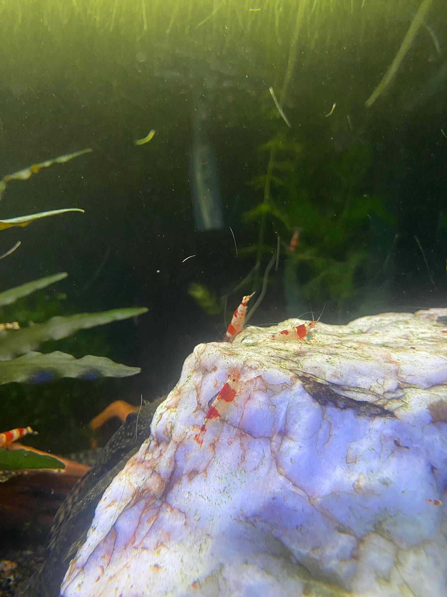 Crystal Red Shrimp