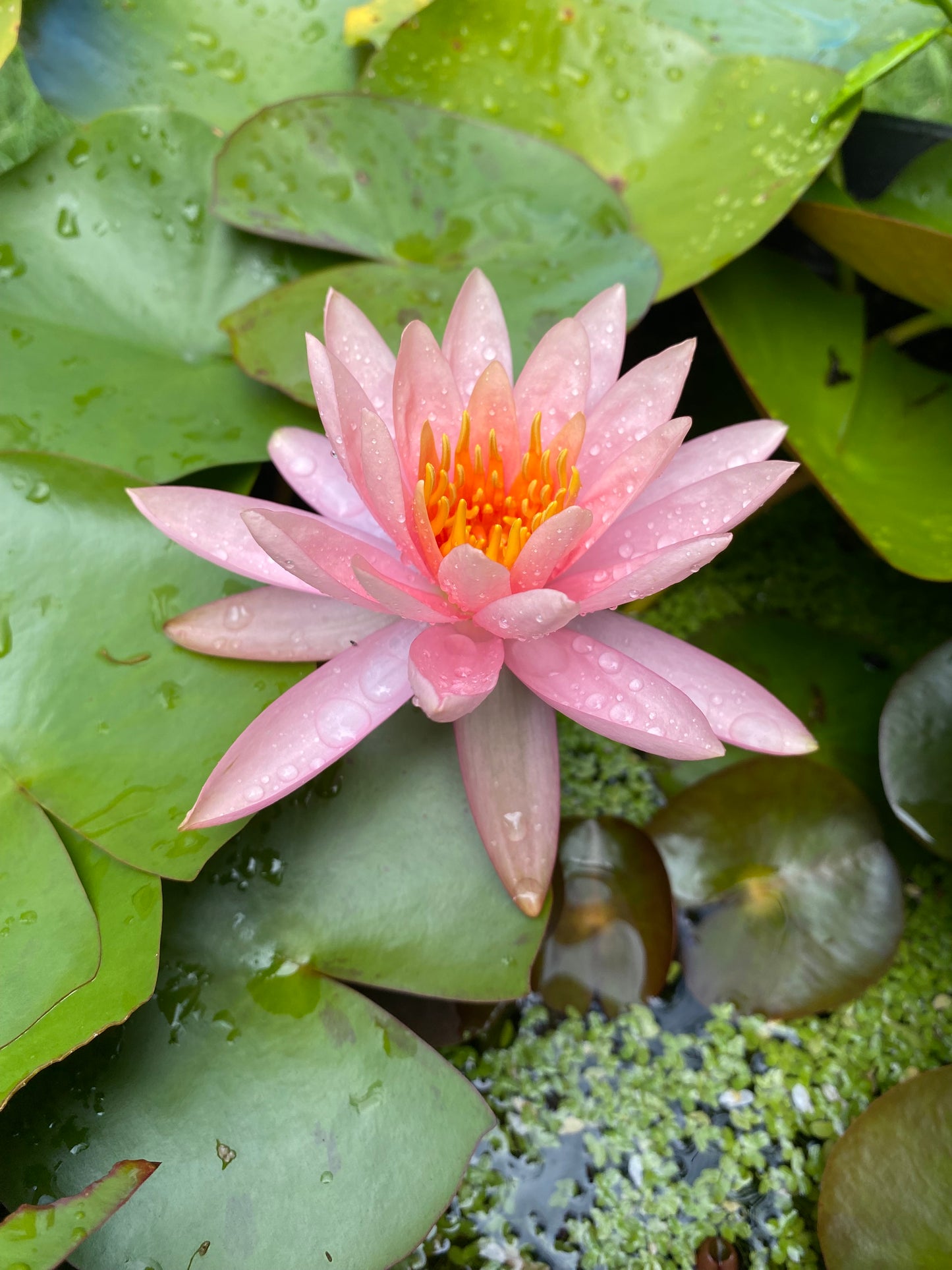 Water Lilies Plants