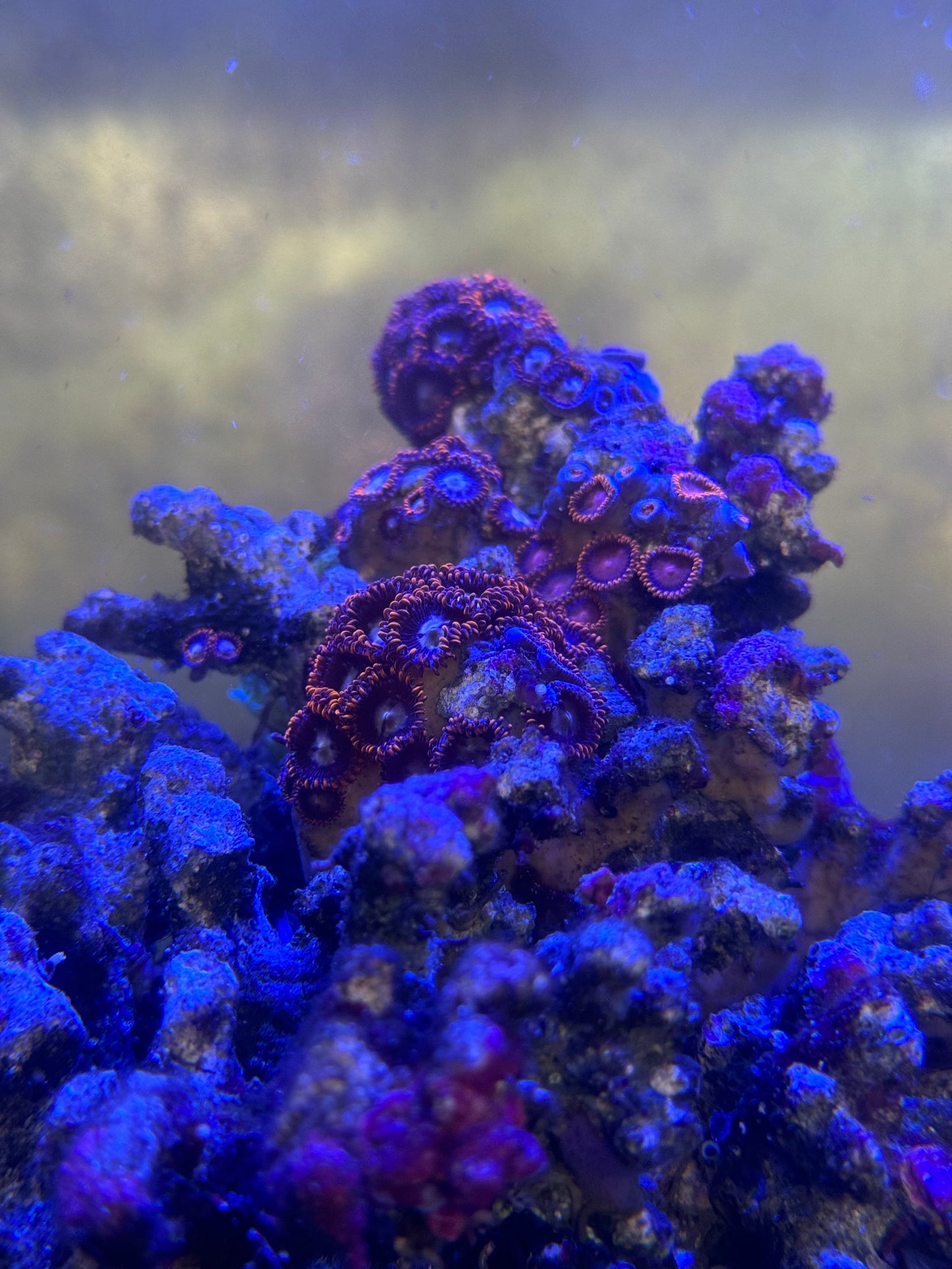 Fire and Ice Zoanthids