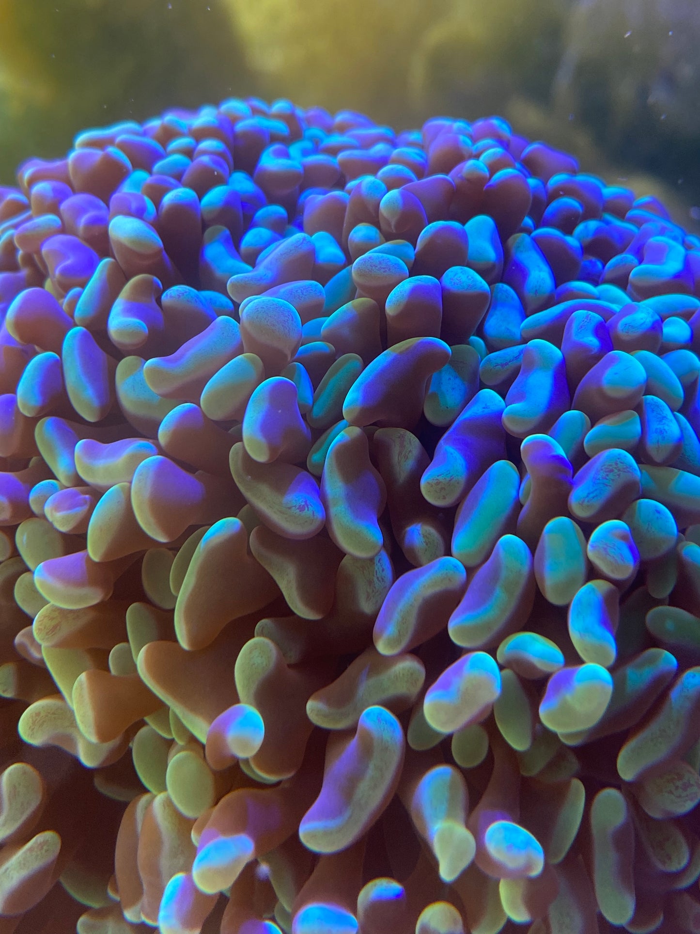 Ultra Toxic Green Hammer LPS Coral