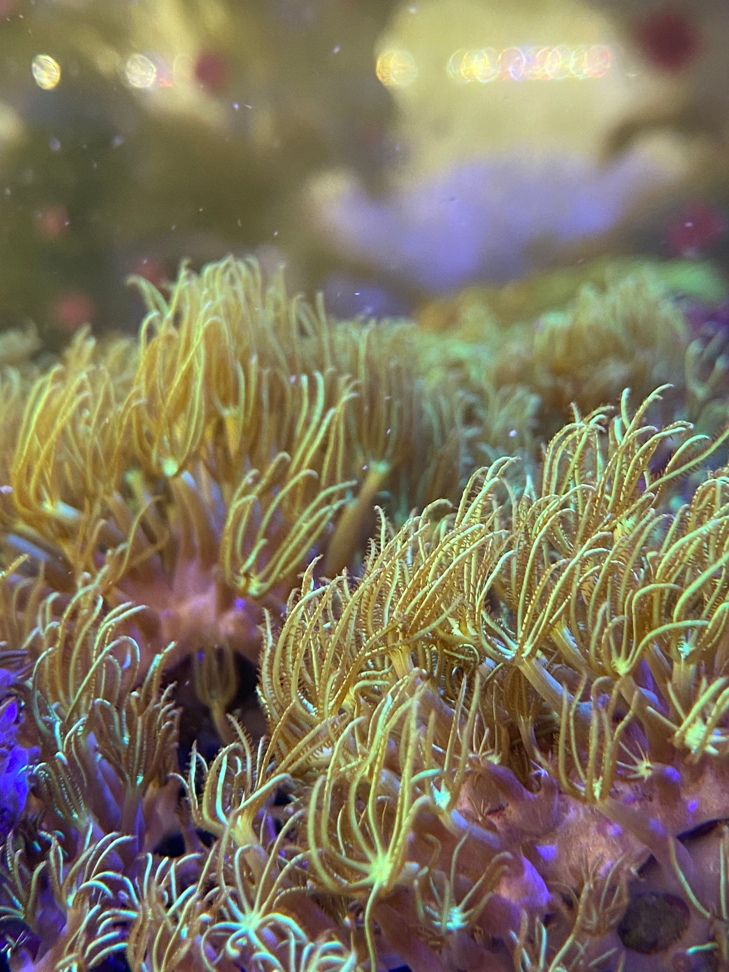 Soft Coral| Green Star Polyp