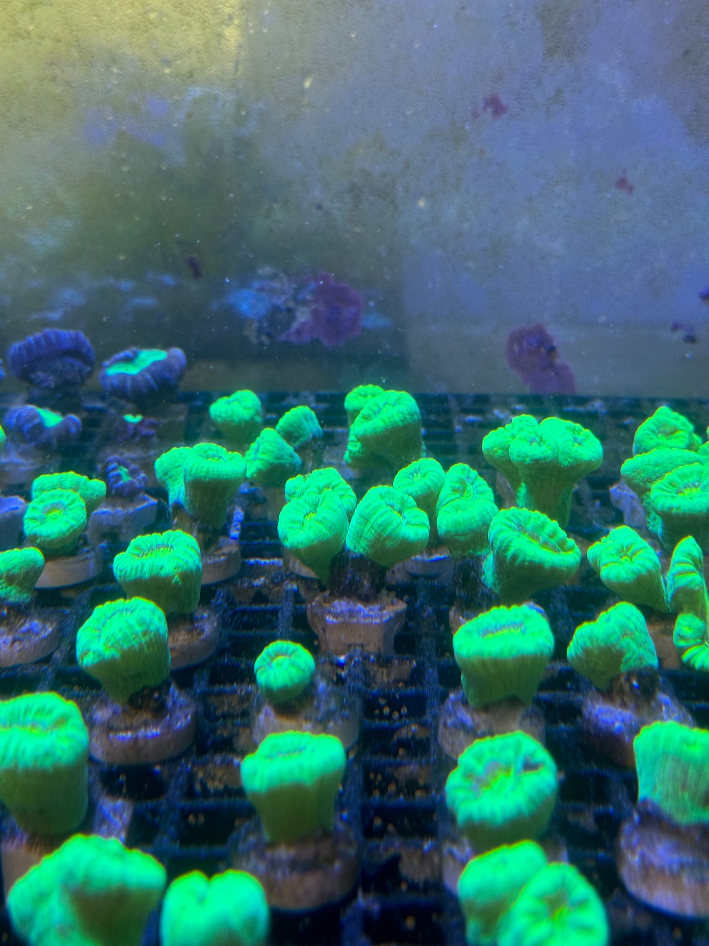Toxic Green Candy Cane Coral Frags