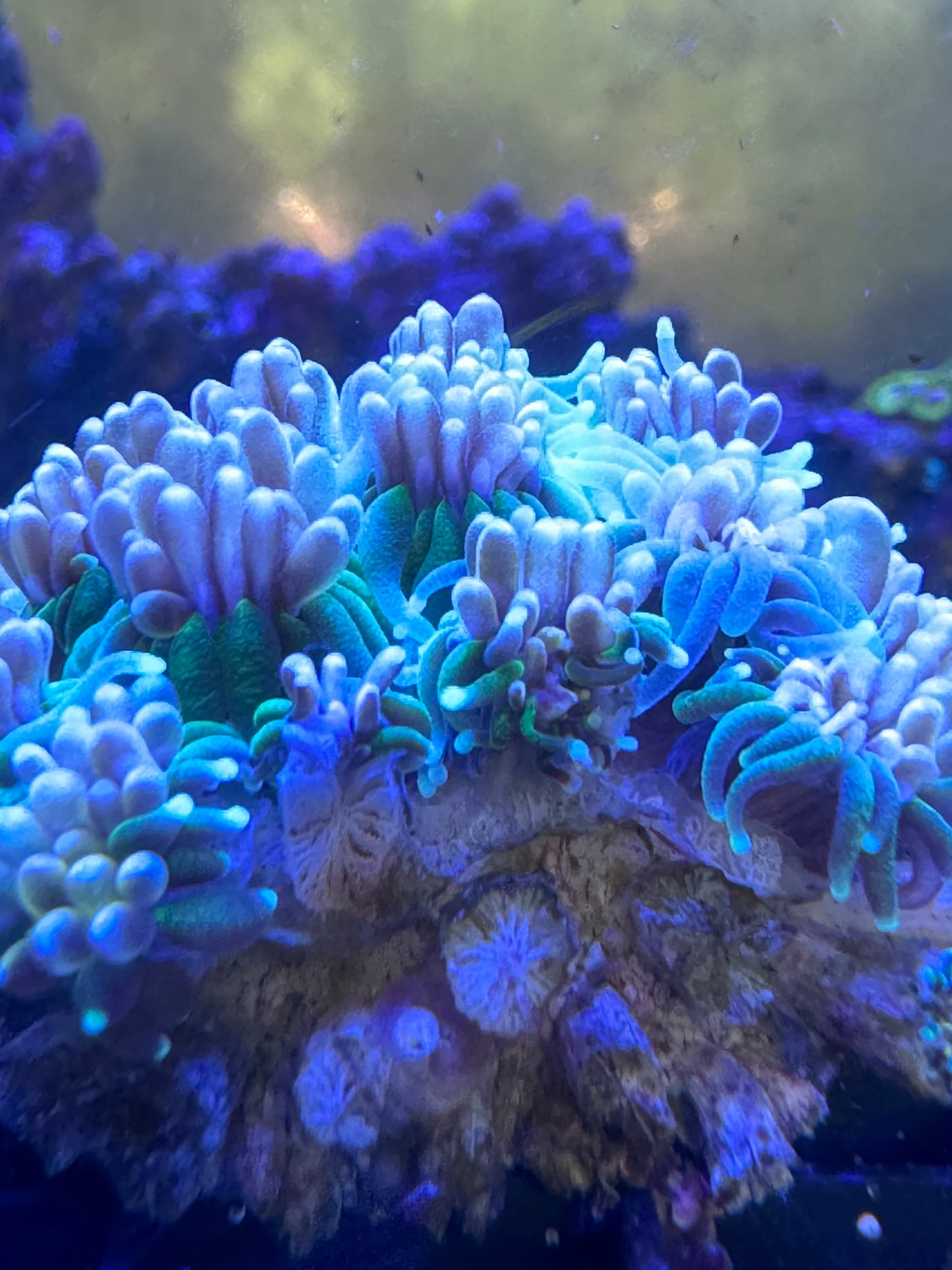 Purple Green Tip Torch LPS Coral