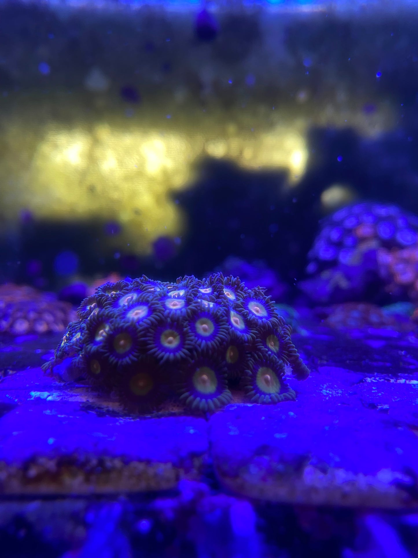 Corona Zoanthids