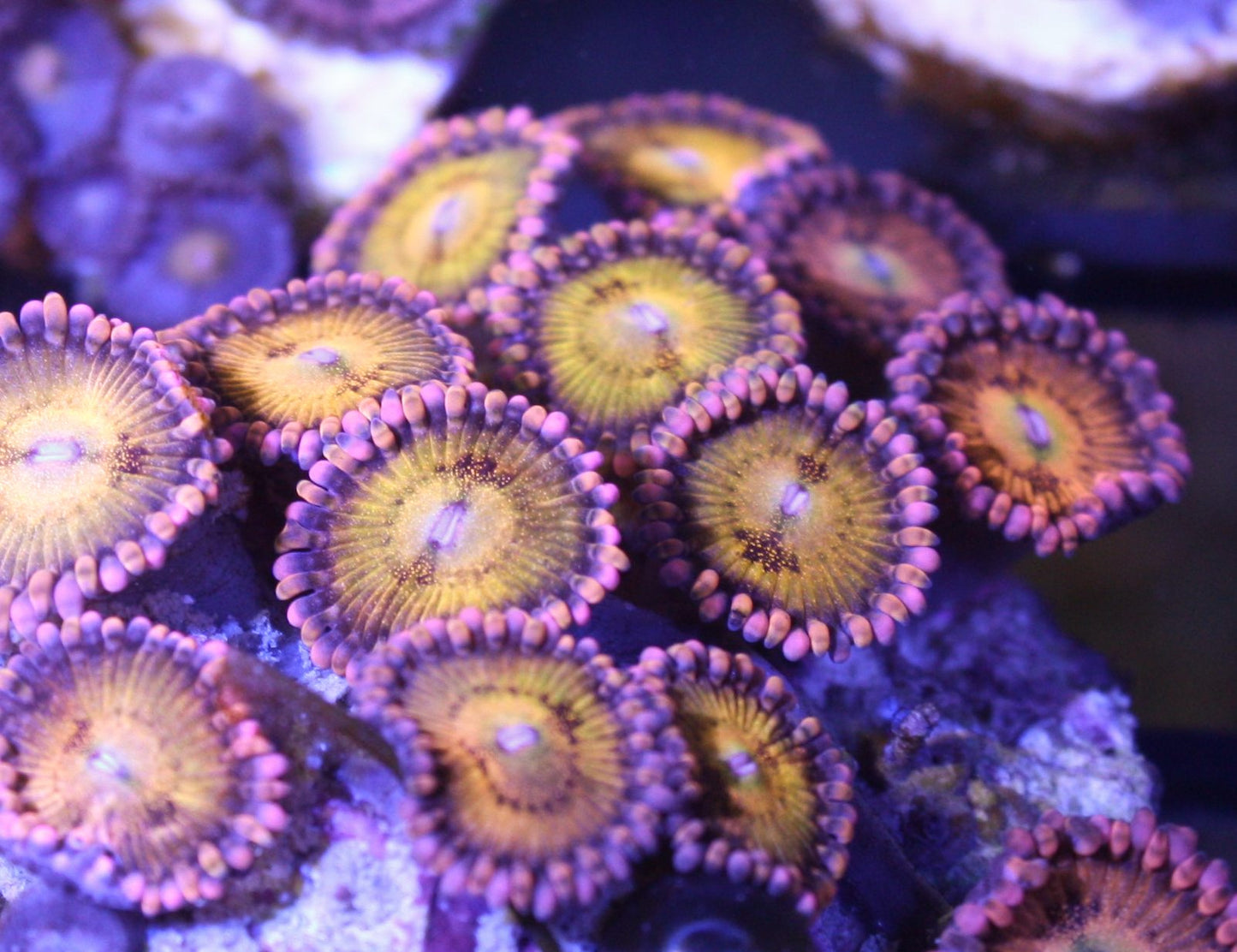 Sakura Sunrise Zoanthids