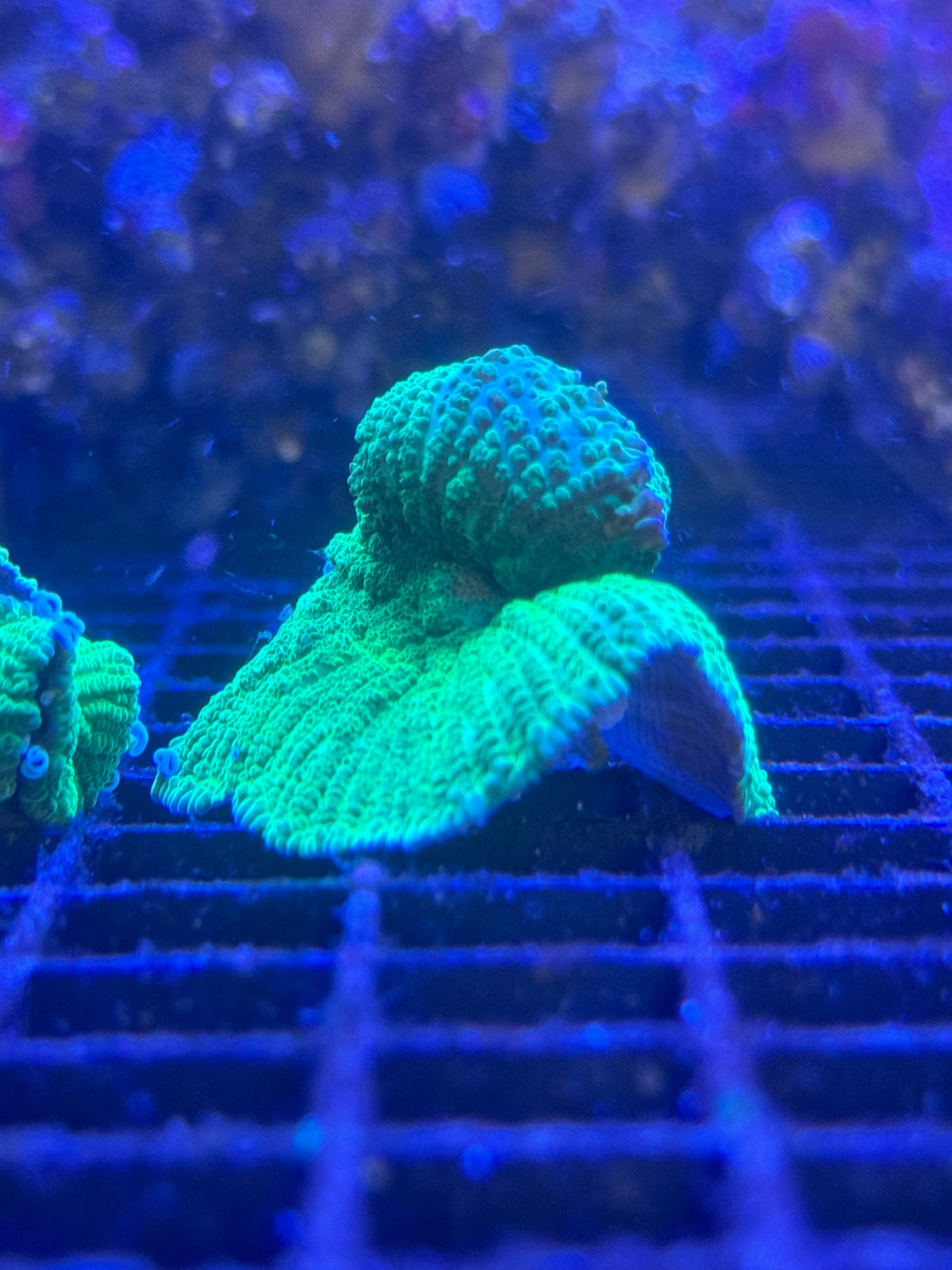 Bright green Rhodactics Other Soft Corals