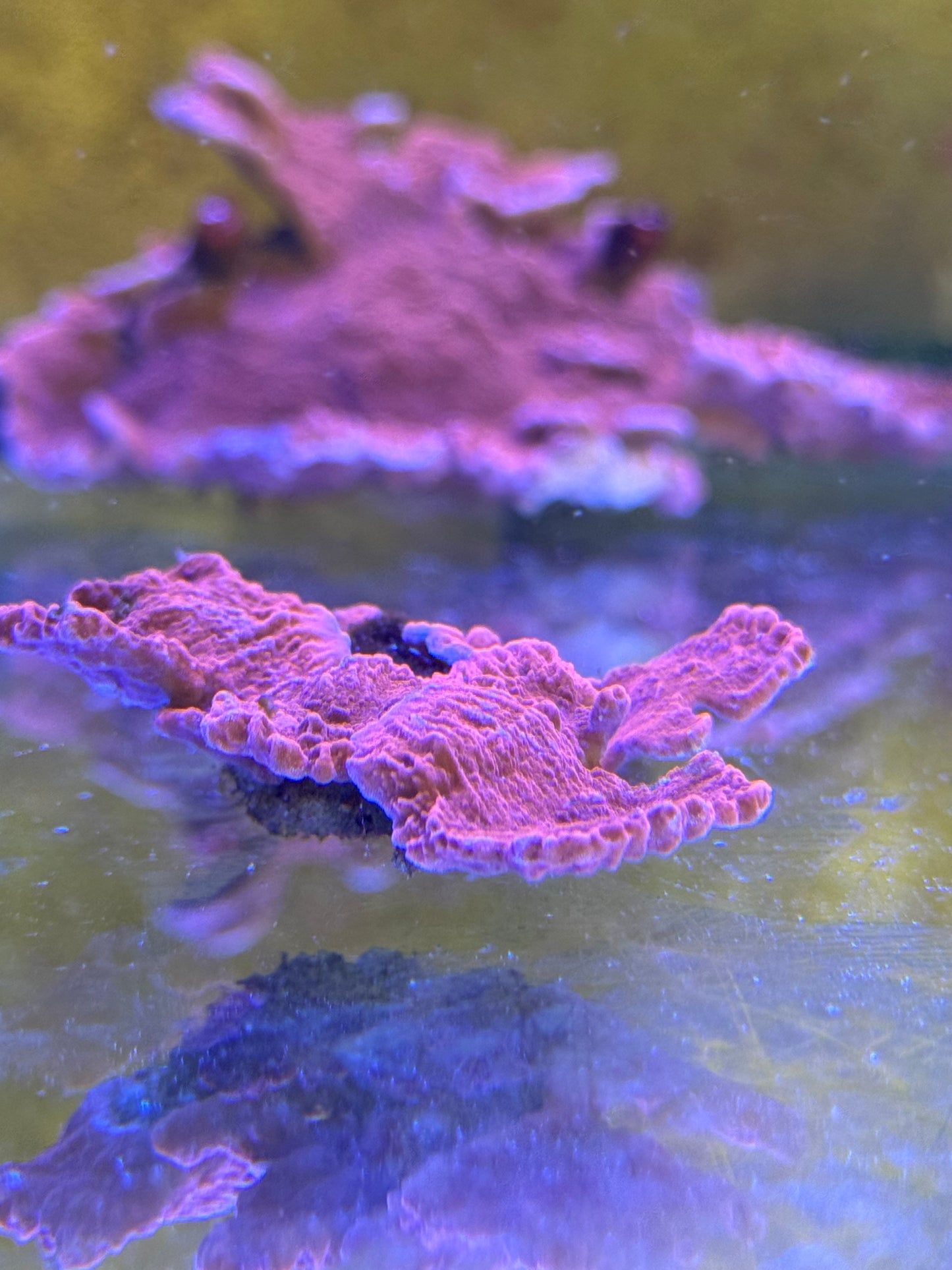 Red Montipora Frags| SPS Coral