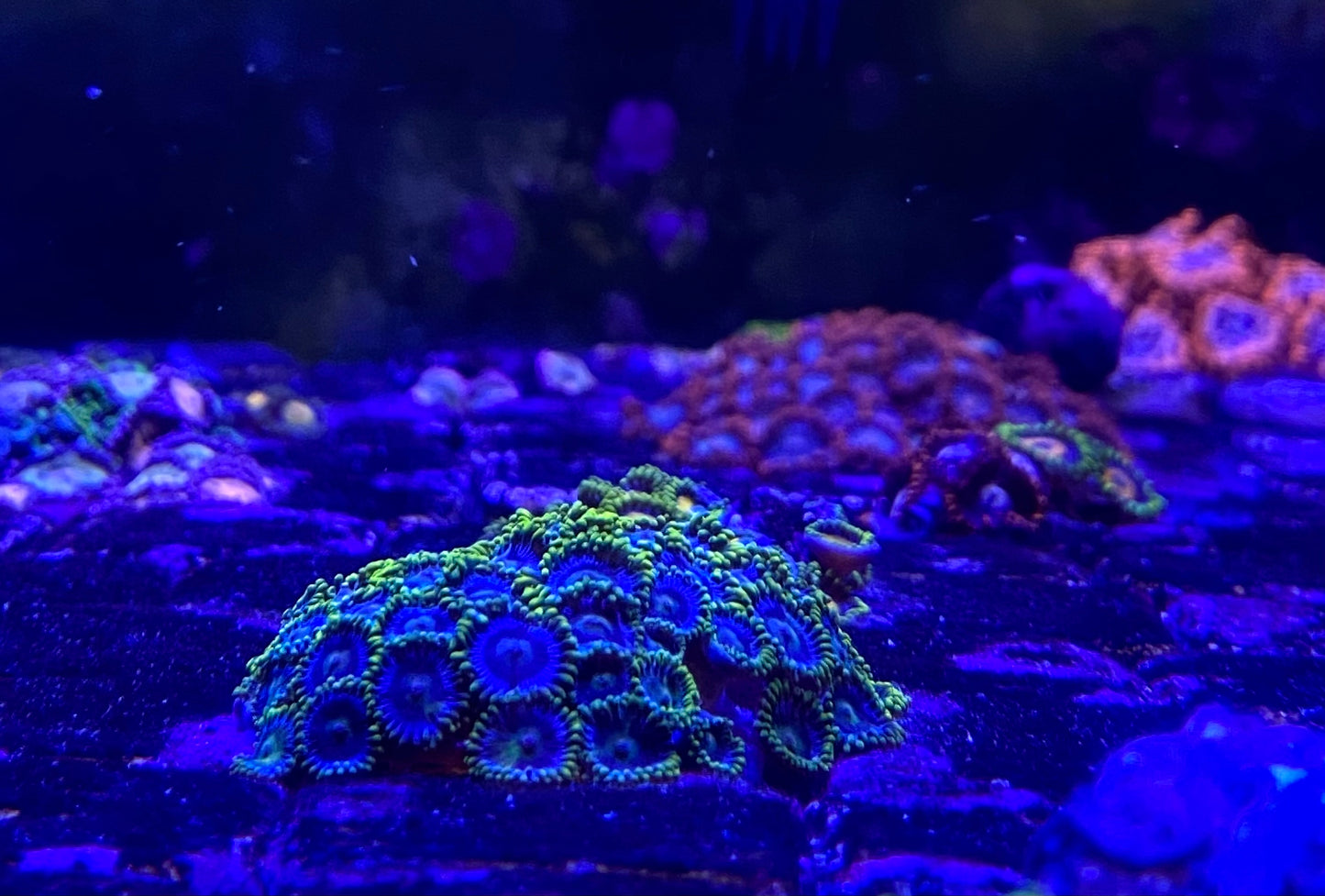 Blueberry Field Zoanthids