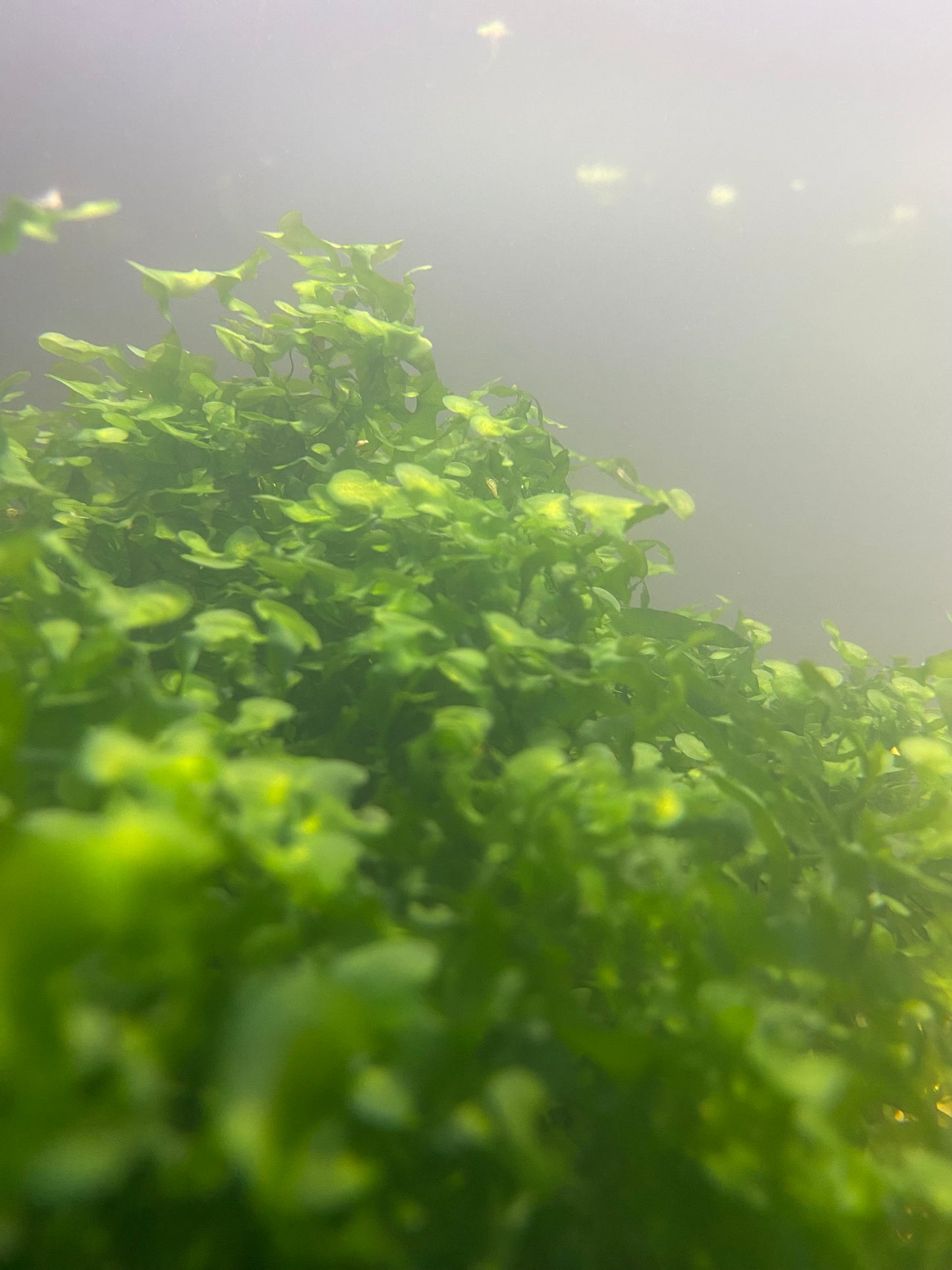 Subwassertang Freshwater Plant