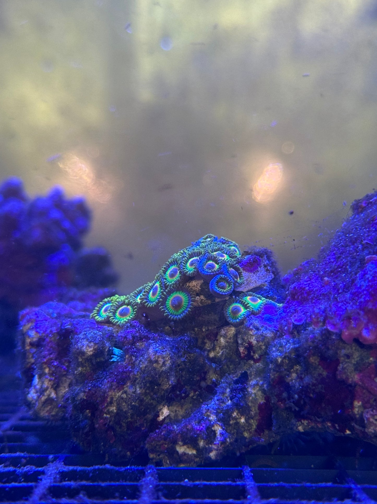 Tyree Rasta Zoanthids