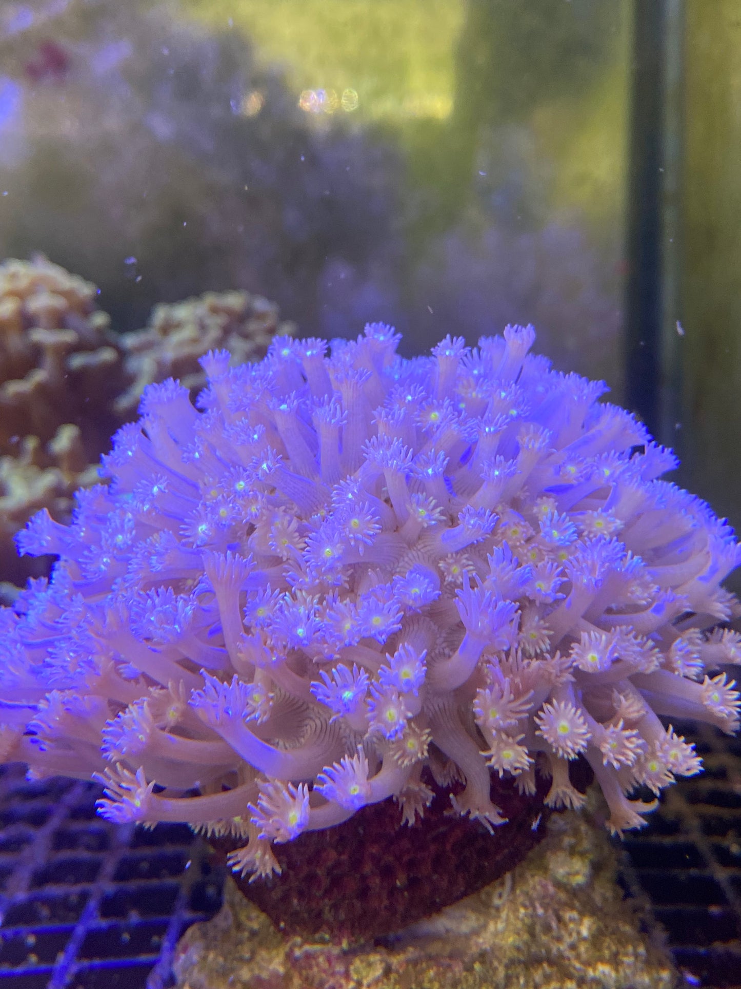 Coco’s Island Goniopora LPS Coral
