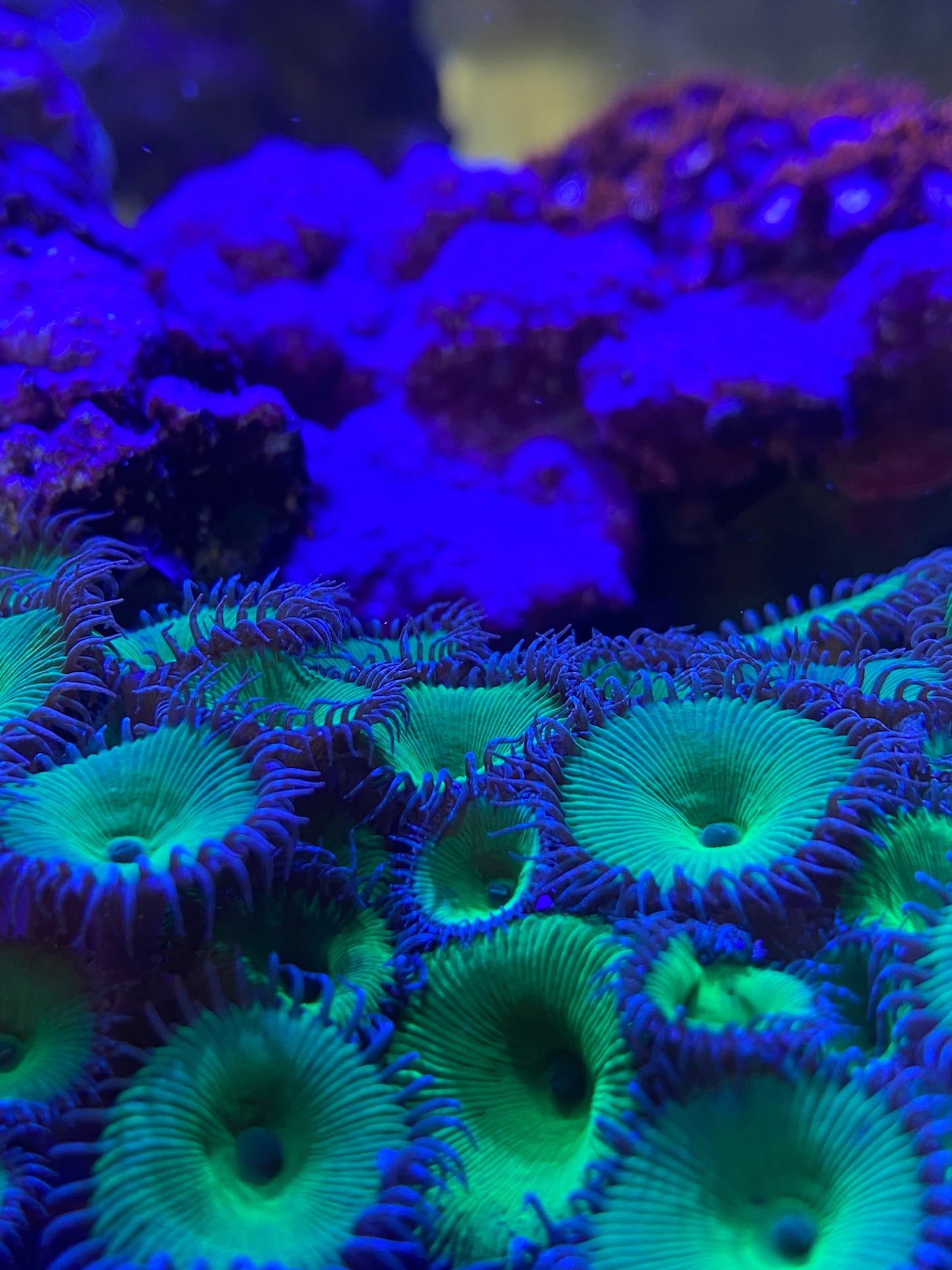 Nuclear green Palythoa