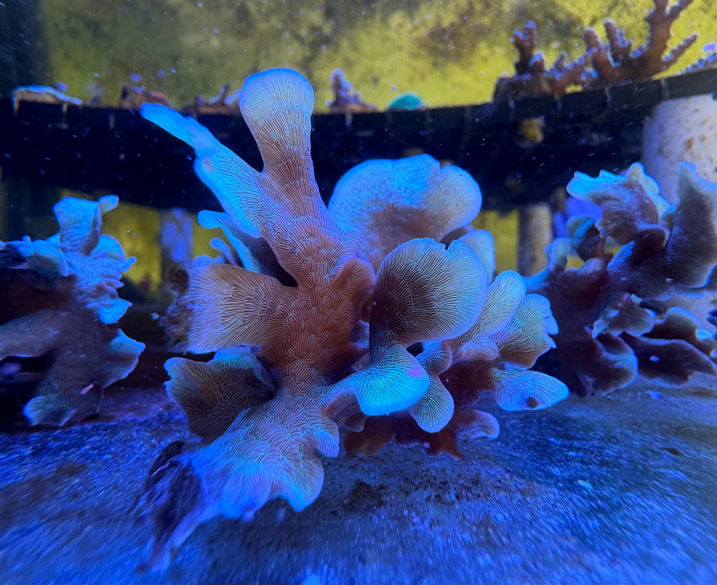 Green Pavona SPS Coral