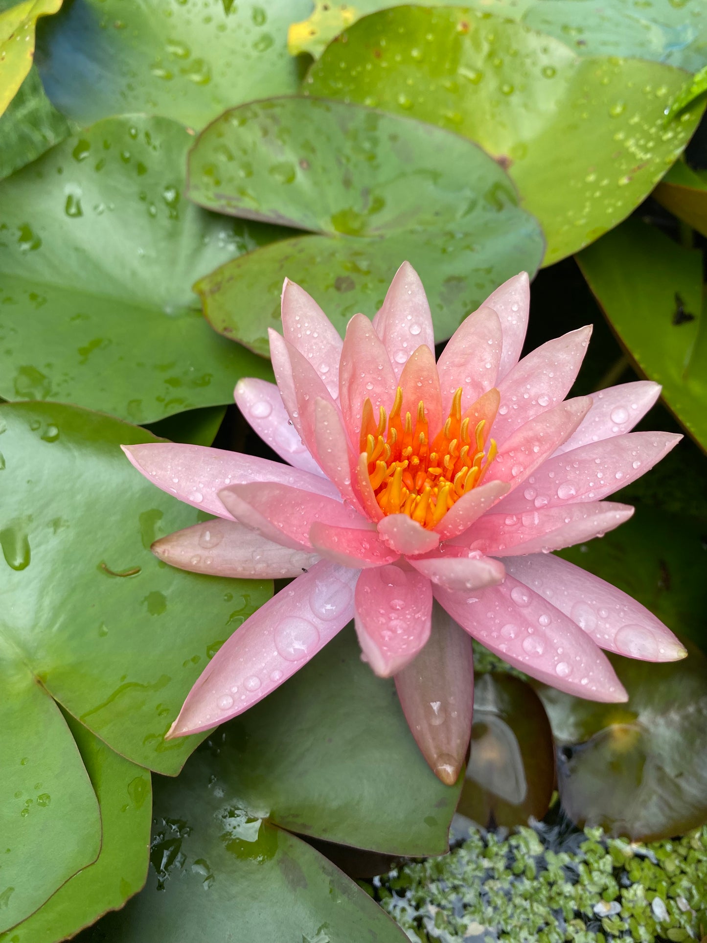 Water Lilies Plants