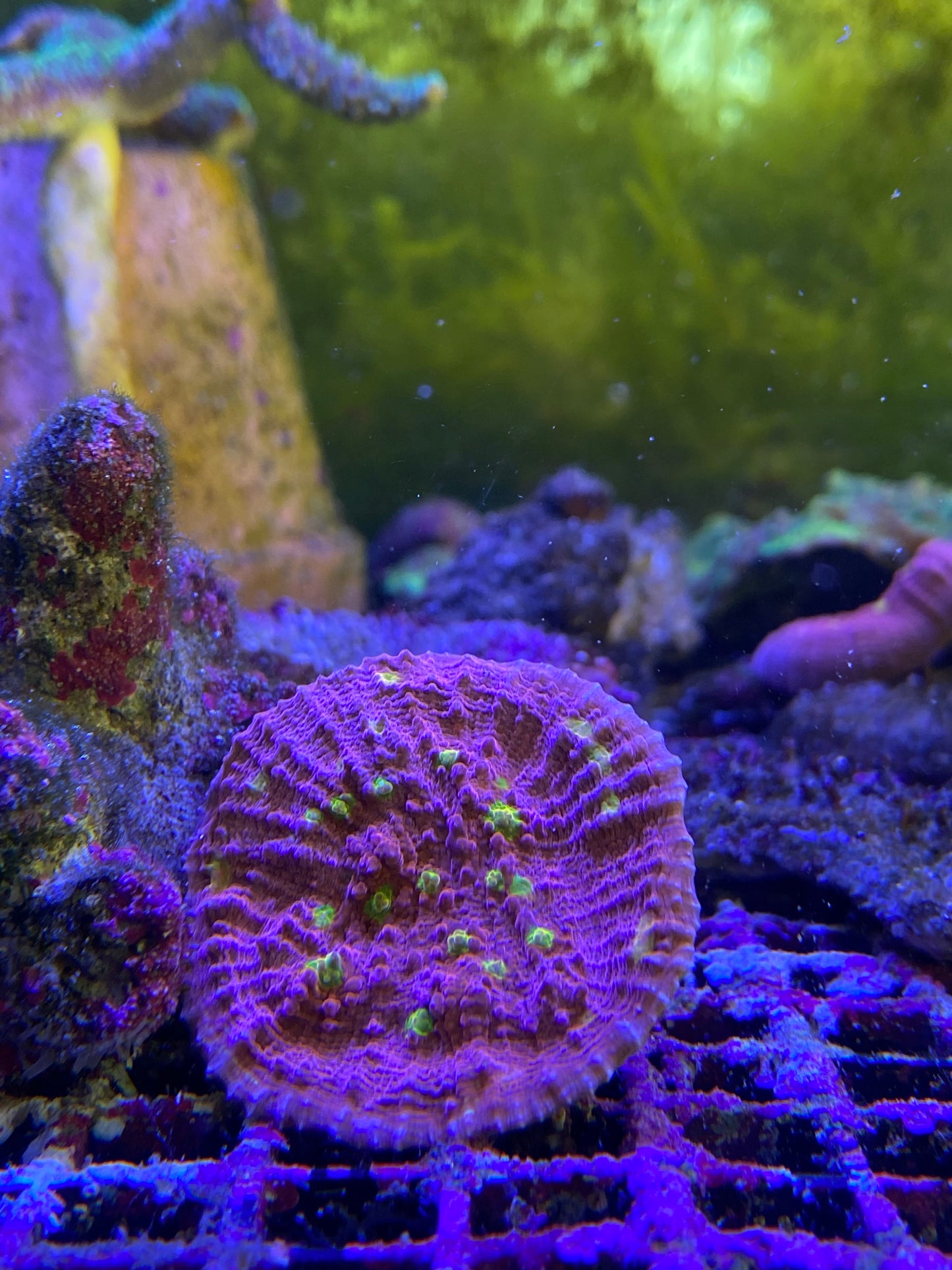 Golden Eye Chalice LPS Coral