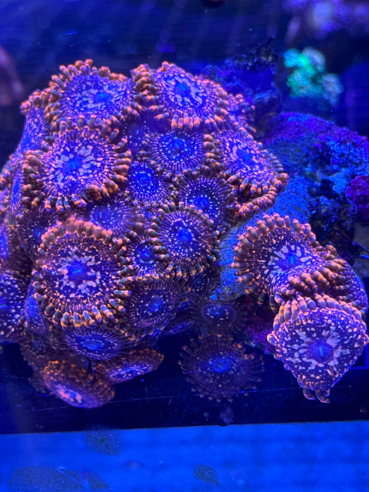 Utter Chaos Zoanthids