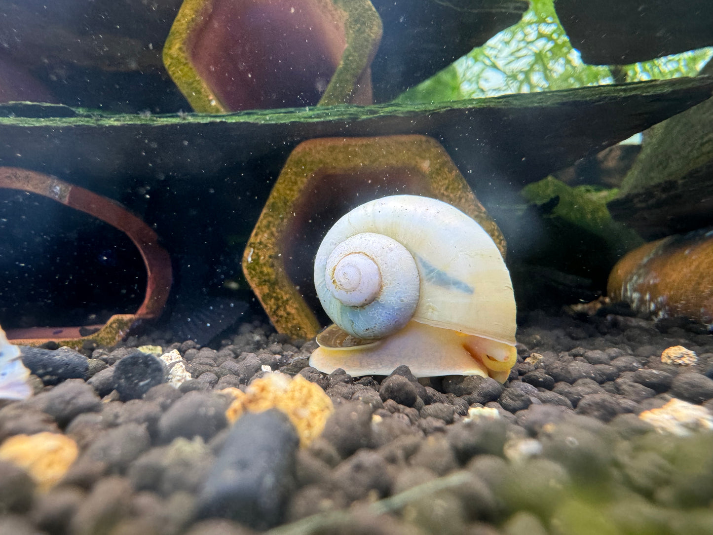 Ivory Mystery Snail