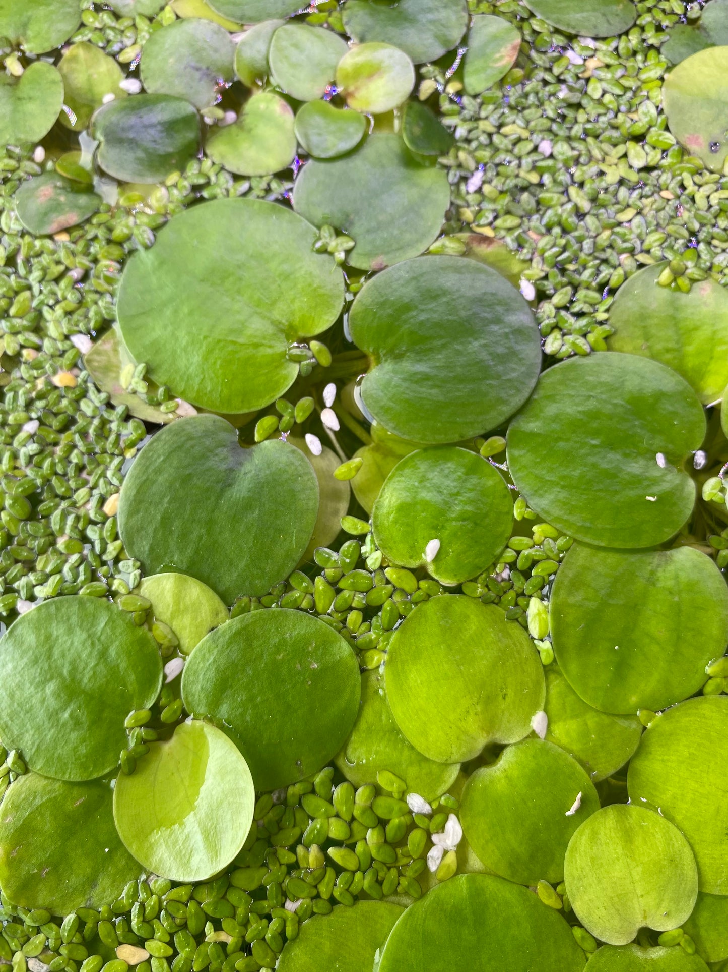 Duckweed Plant