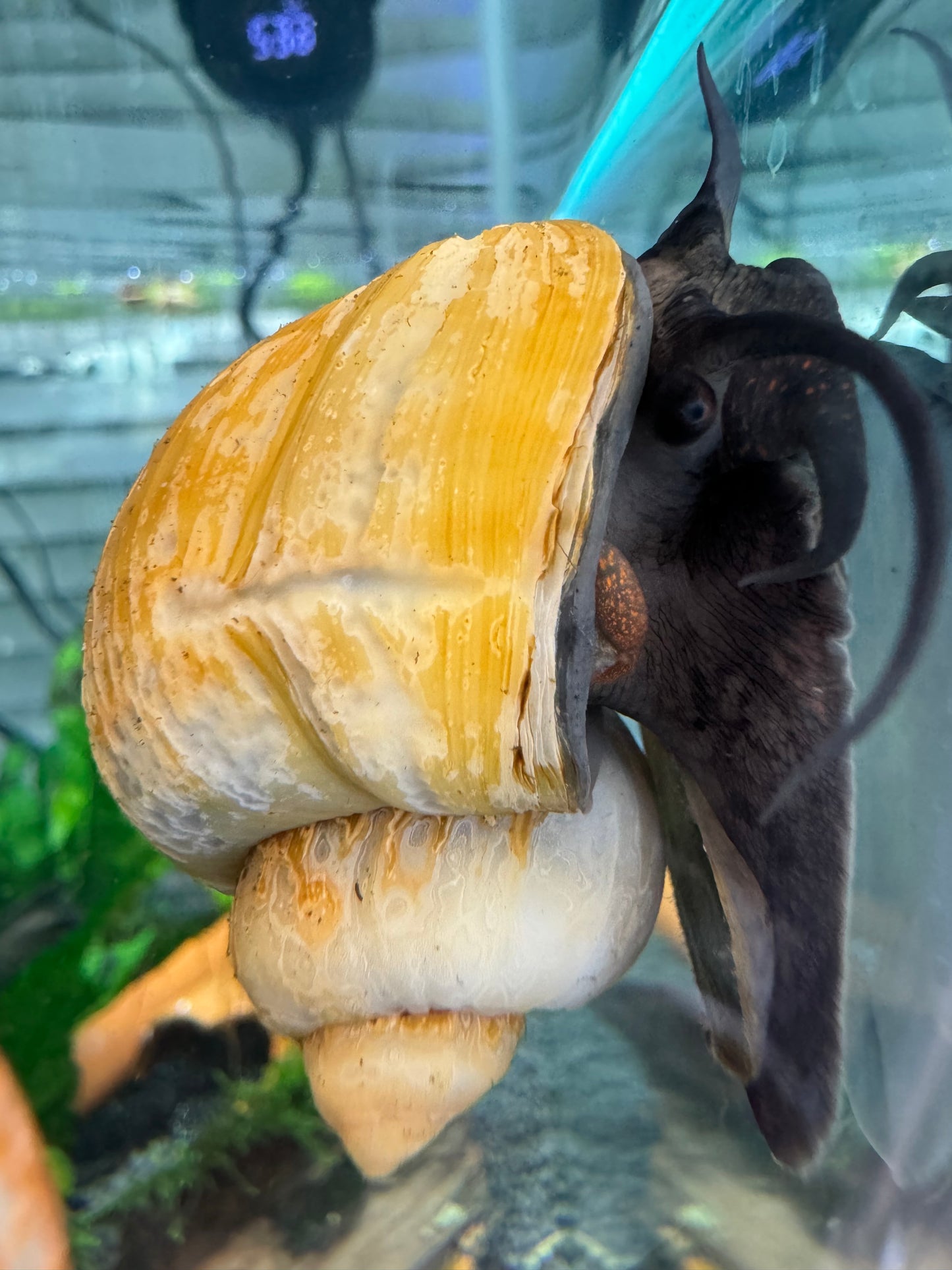 Jade Mystery Snail