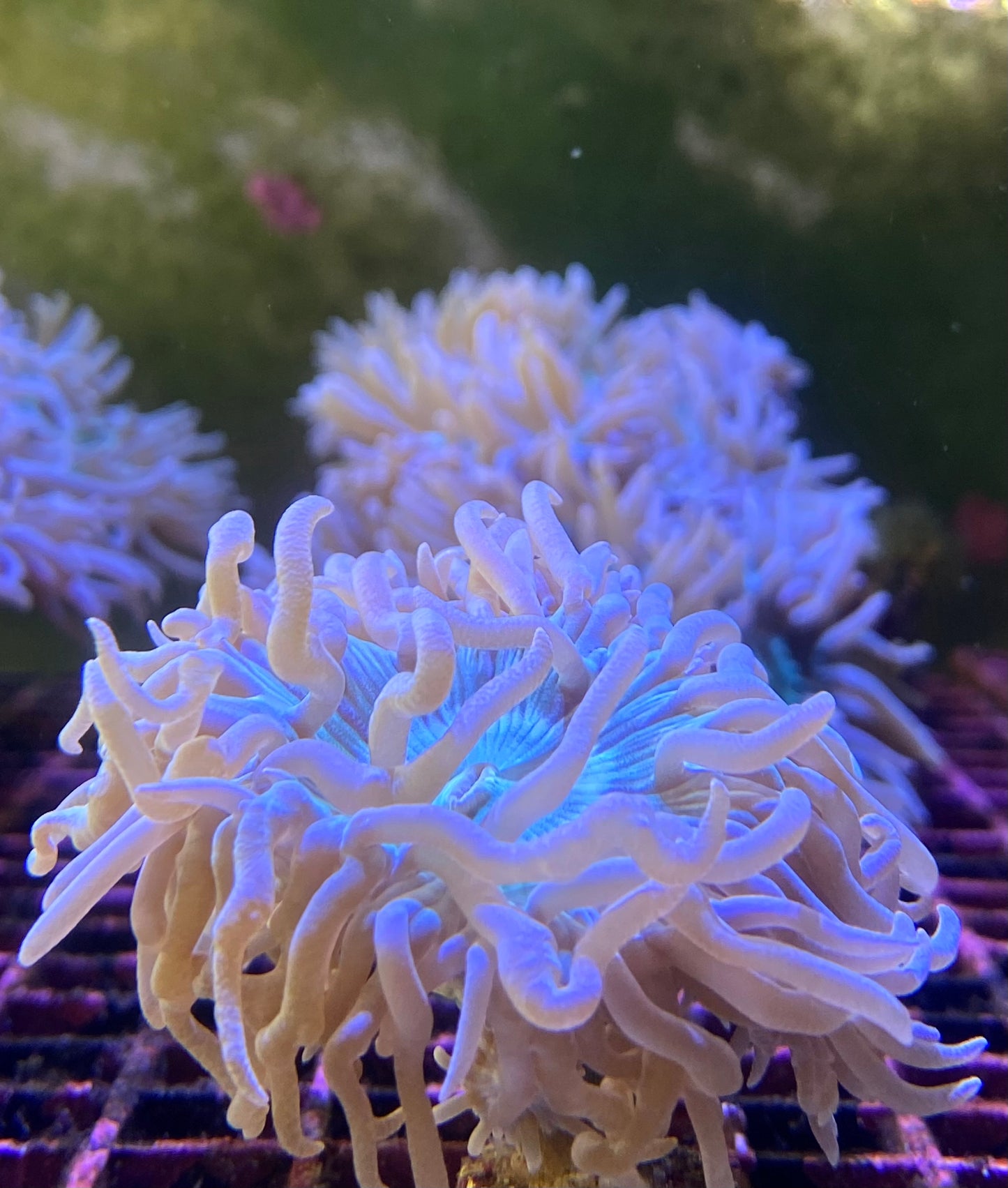 Duncan LPS Coral