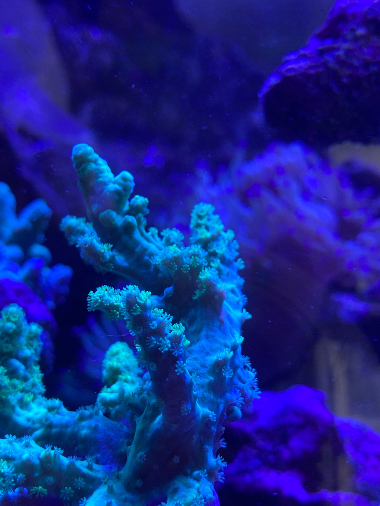 Neon Green Kenya tree Other Soft Corals