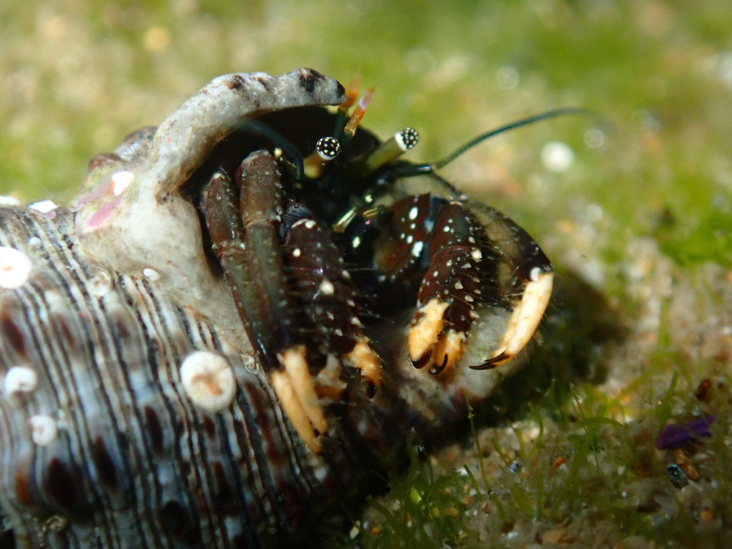 Cleaning Crew (2 Nassasaeius Snails, 2 Peppermint Shrimps & 2 Yellow foot hermit crabs)