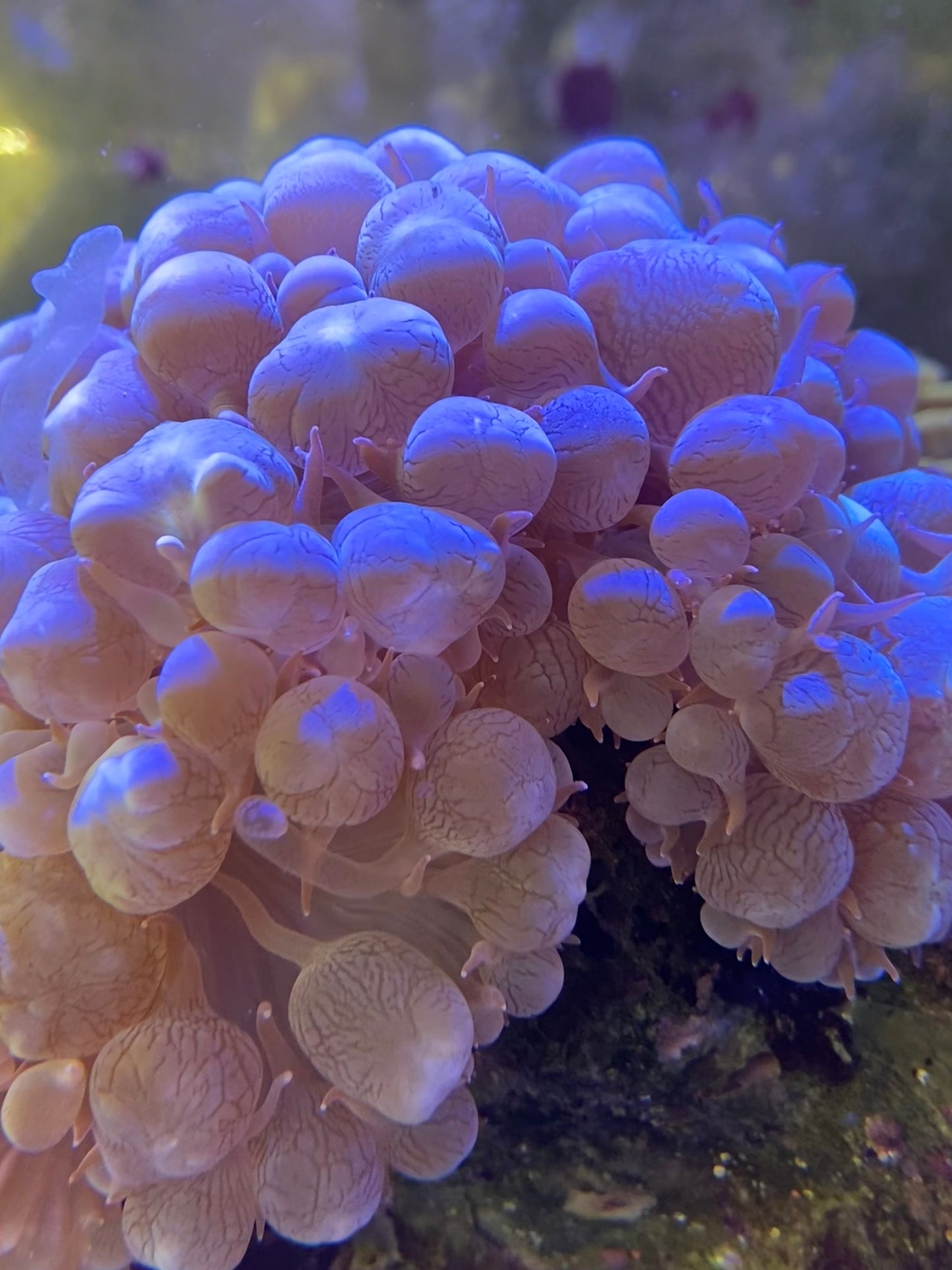 Bubble Coral Other Soft Corals