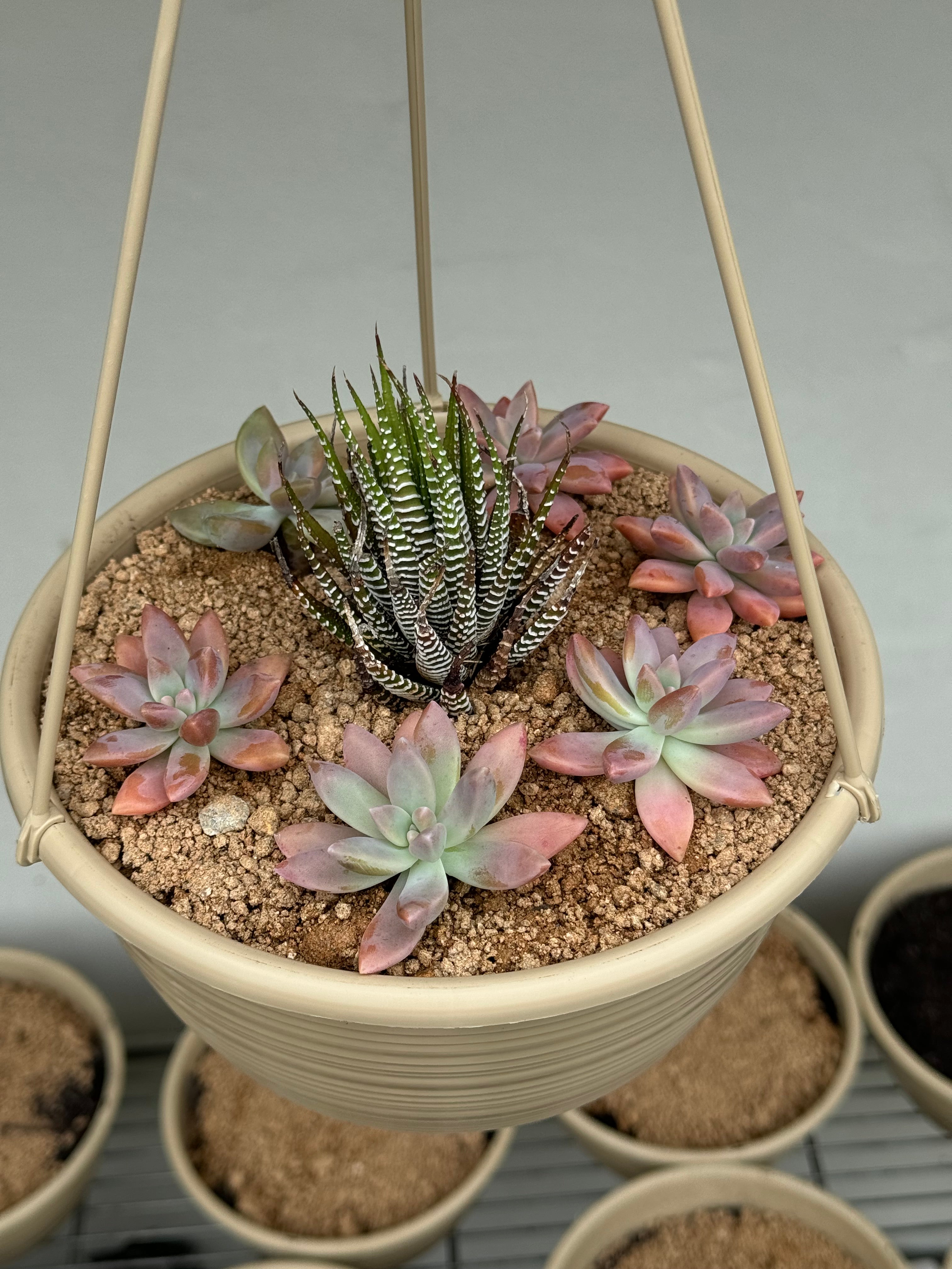 hanging succulents near me Hanging Suculents – Trident Aquaria