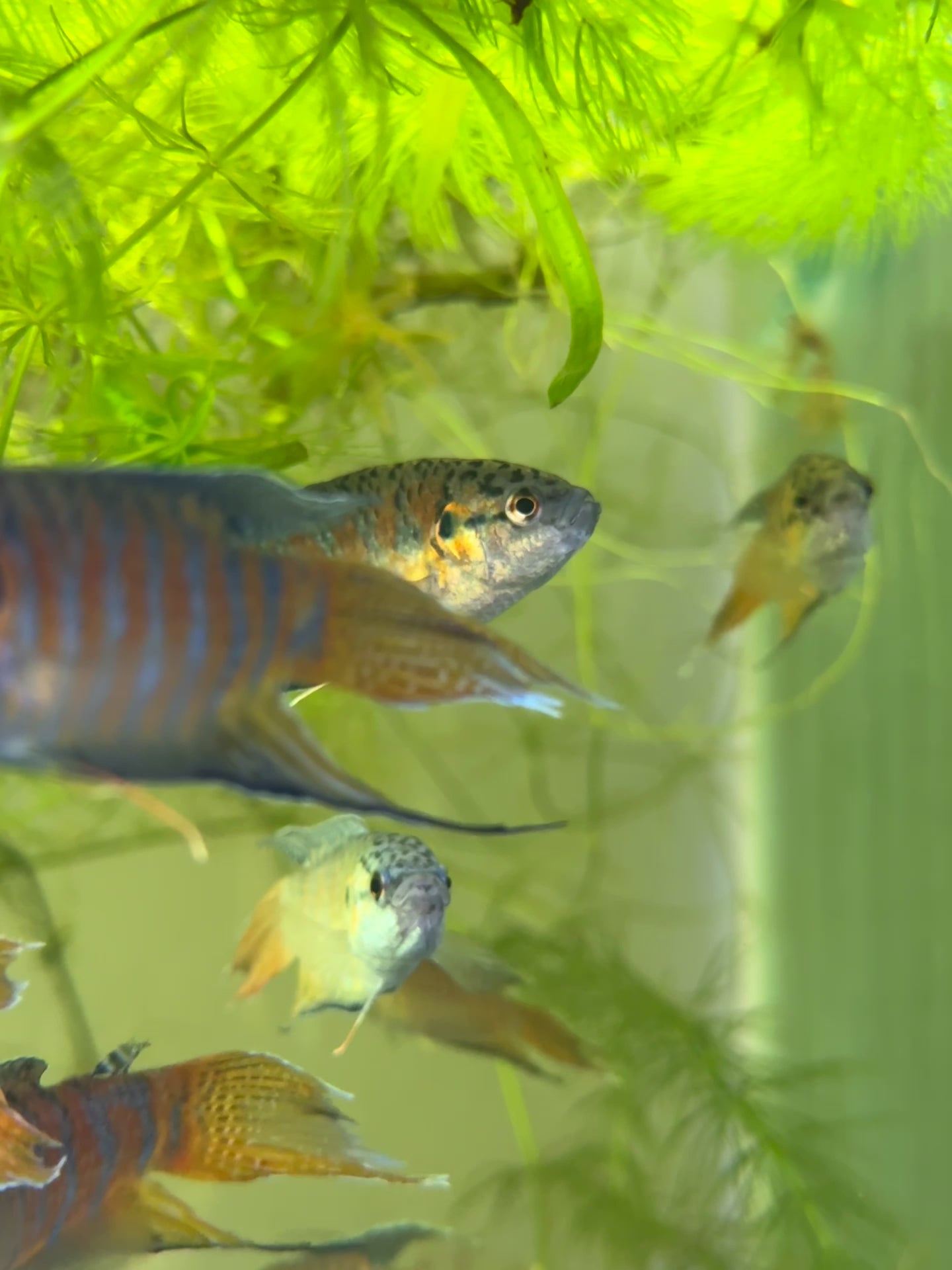 Paradise Fish – Trident Aquaria Paradise Fish – Trident Aquaria