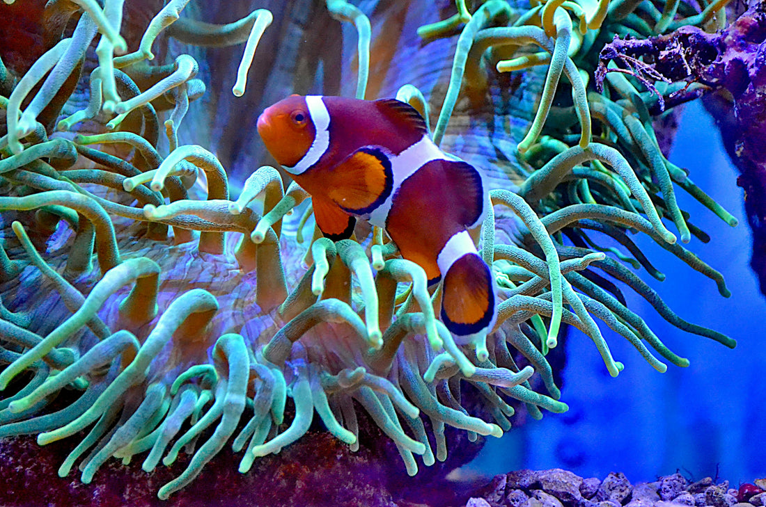 Top 10 Most Important Things for <span>Keeping Healthy Coral in Your Saltwater Aquarium</span>