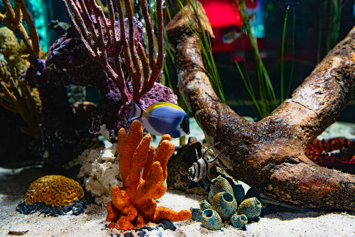 Reef Aquarium Setup Time photo