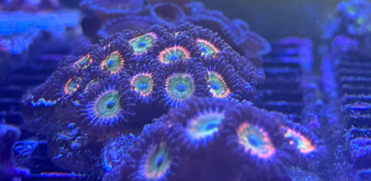 Sunny Delight Zoanthids