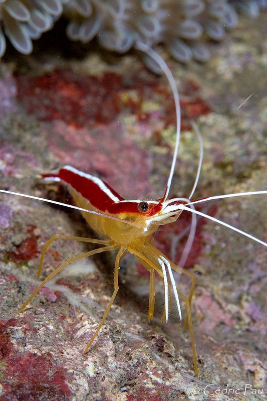 Cleaner Shrimp