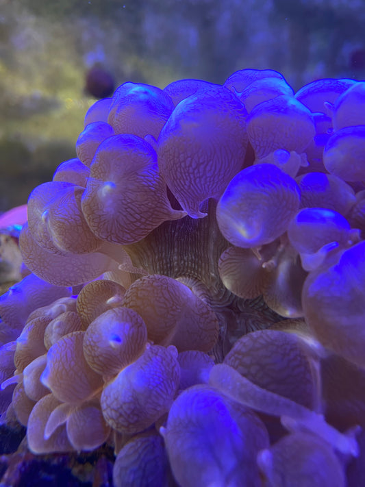 Bubble Coral Other Soft Corals