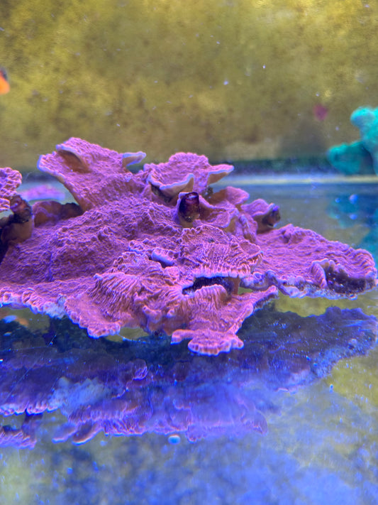 Red Montipora Frags| SPS Coral