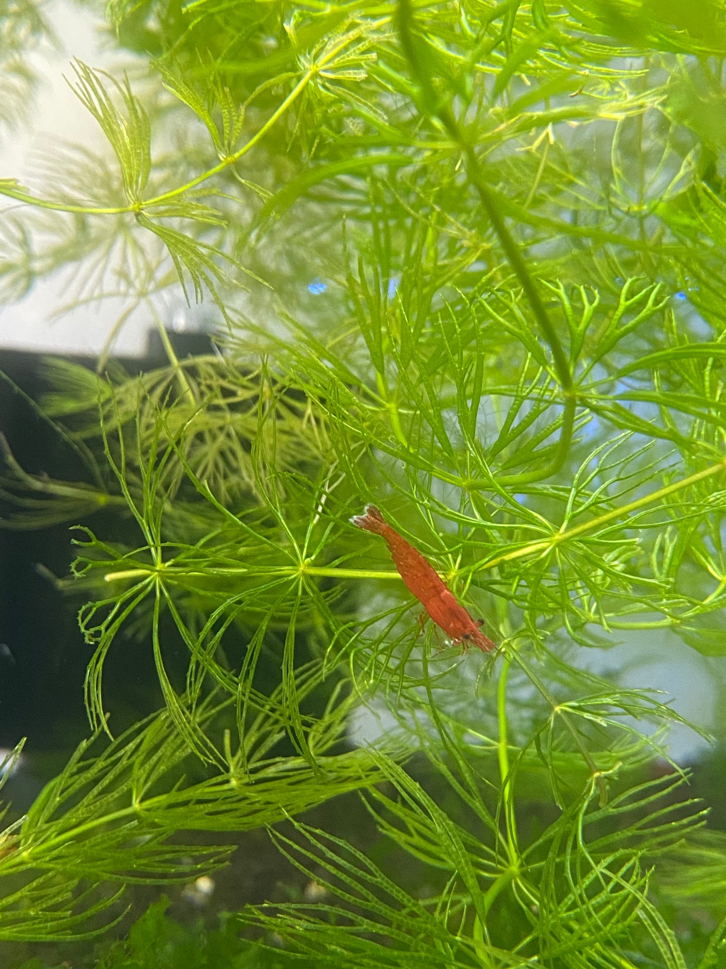 Mixed Cherry Cull Shrimp