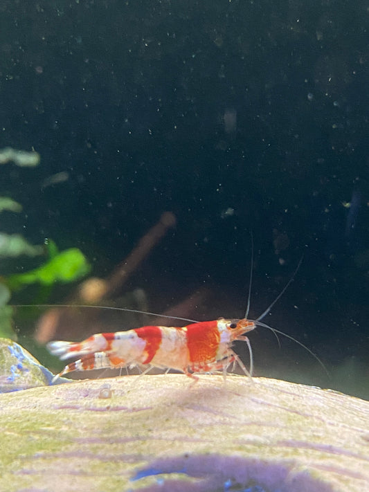 Shrimp| Crystal Red