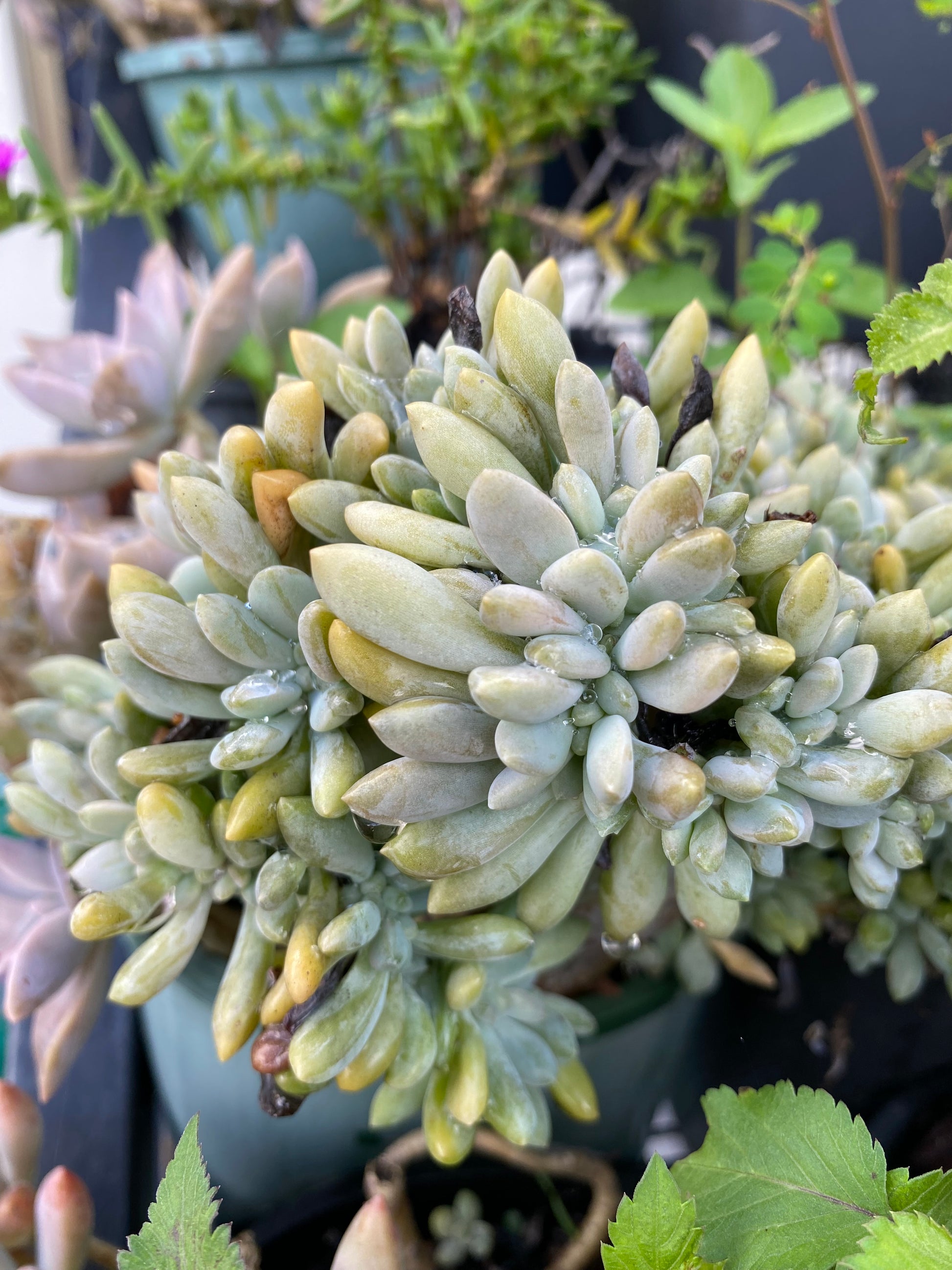 trident succulent Succulents Plant – Trident Aquaria