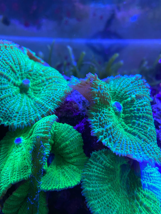 Bright green Rhodactics Other Soft Corals