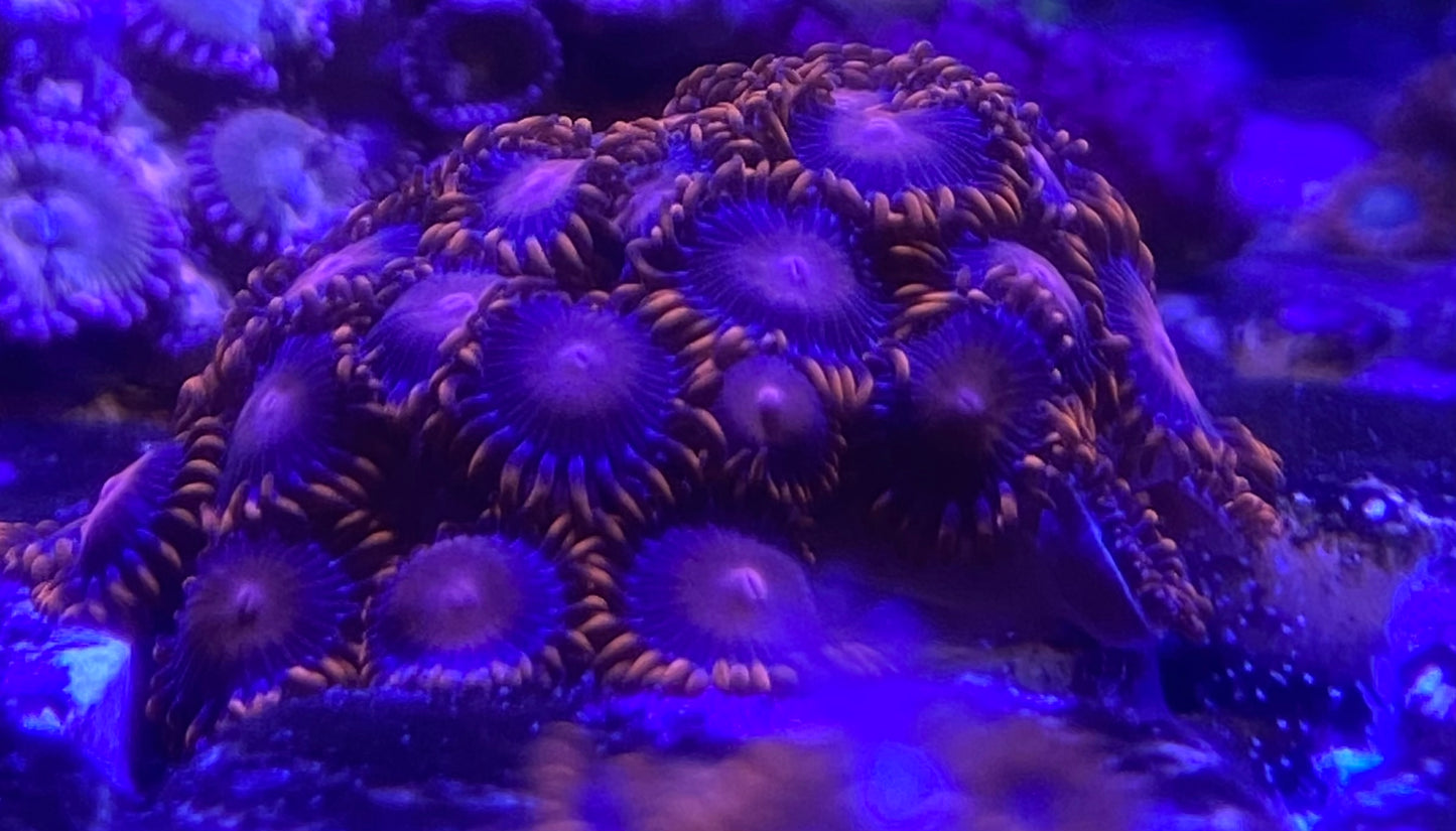 Bam Bam Orange Zoanthids