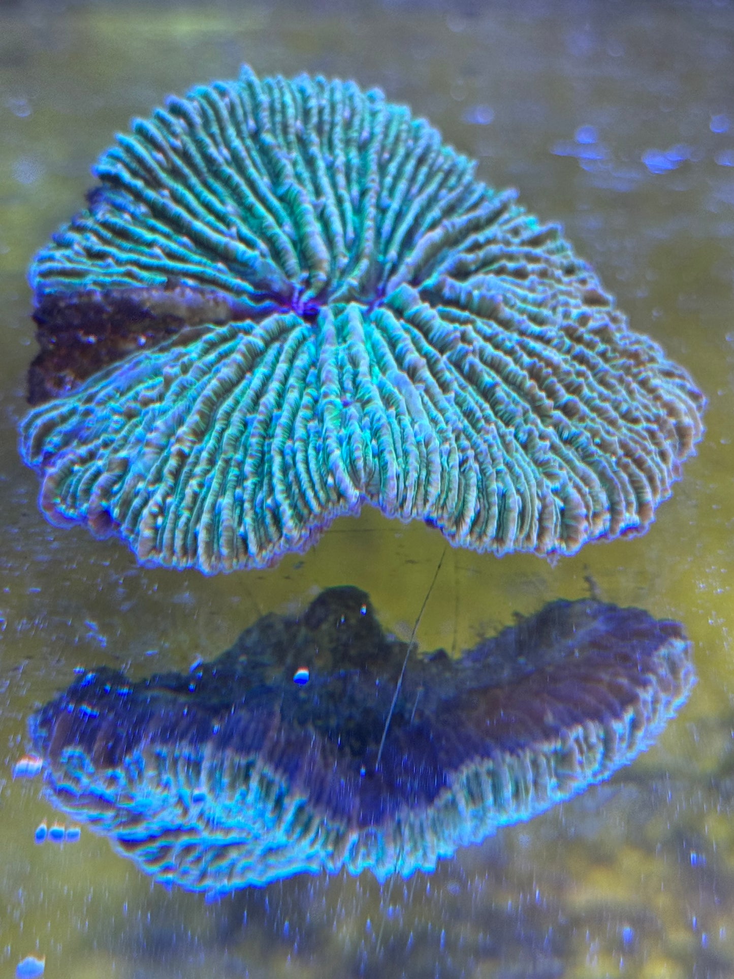 Green Flat Disc Fungia sp