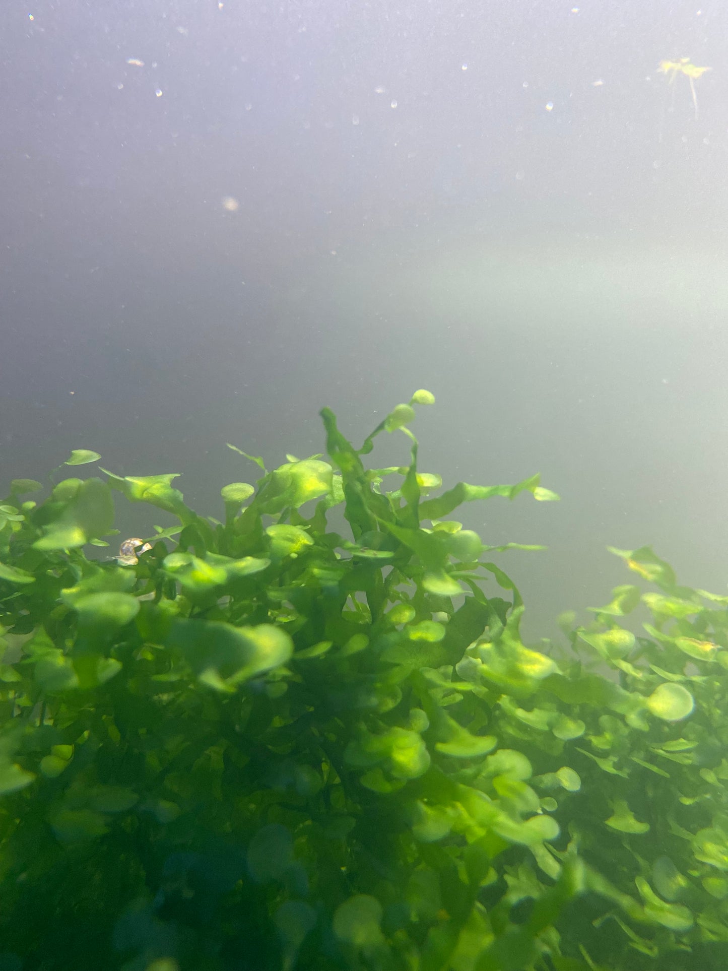 Plant| Subwassertang Freshwater