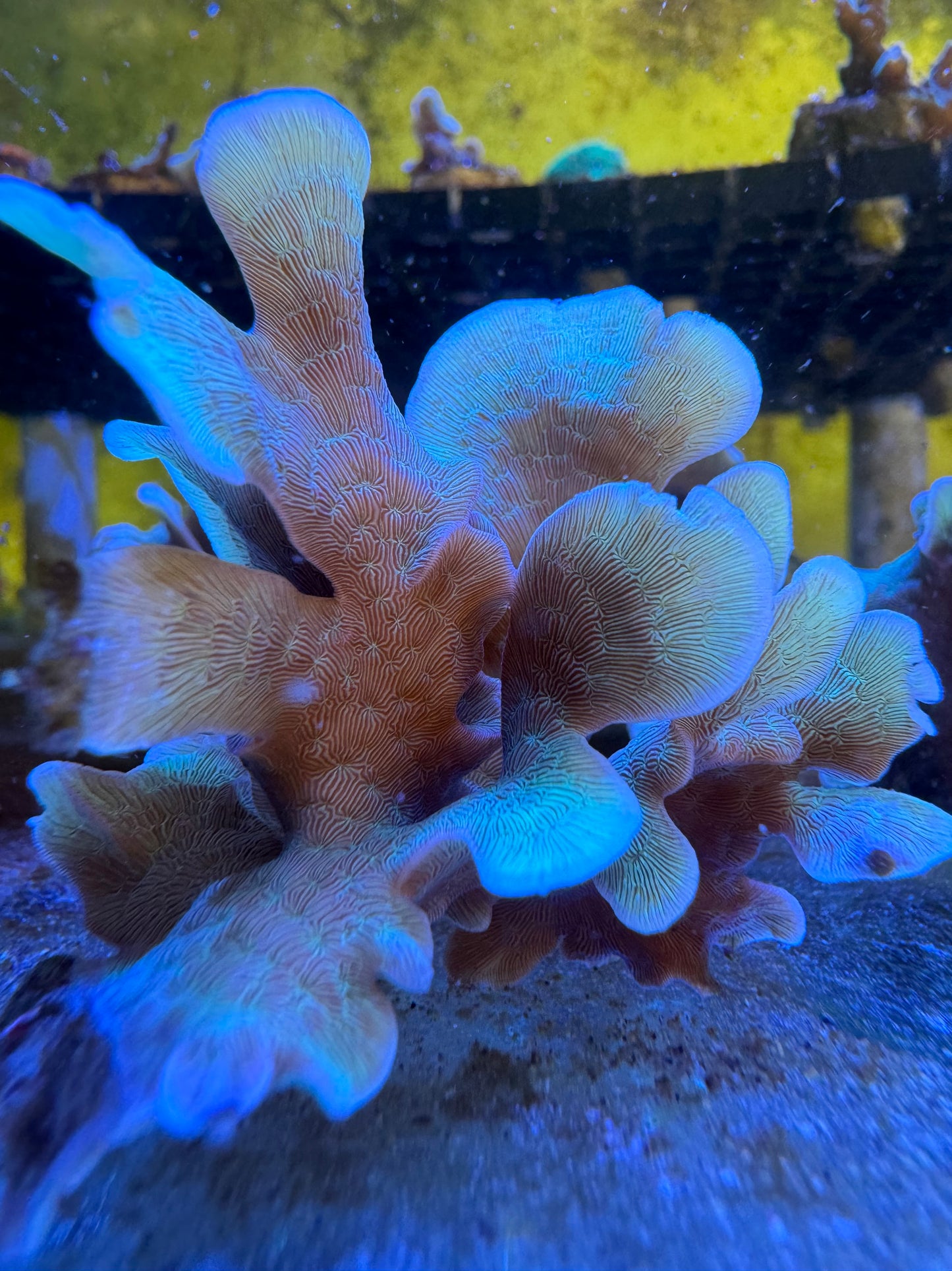 SPS Coral| Green Pavona