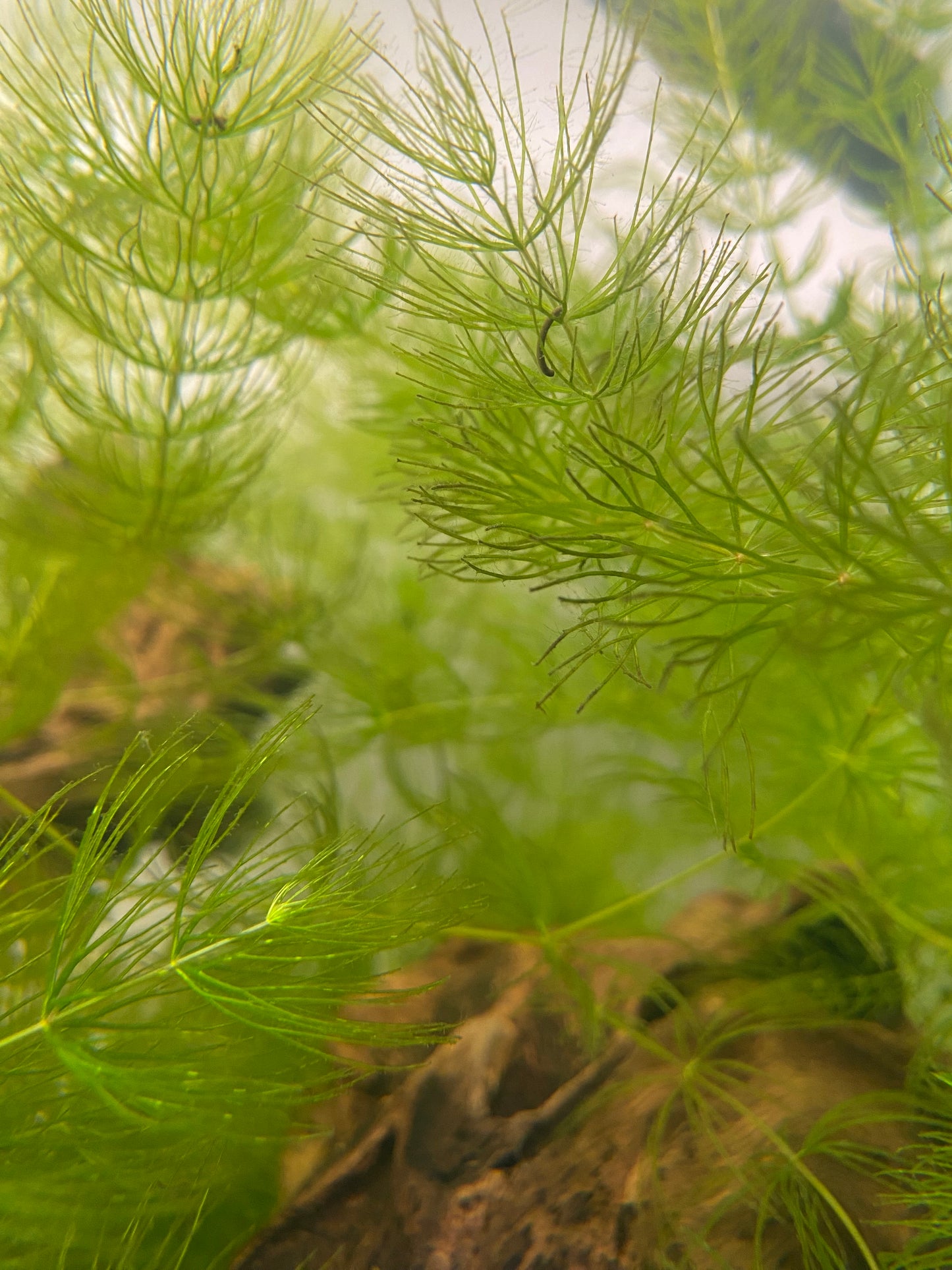 Filigree Milfoil Bunch Plant