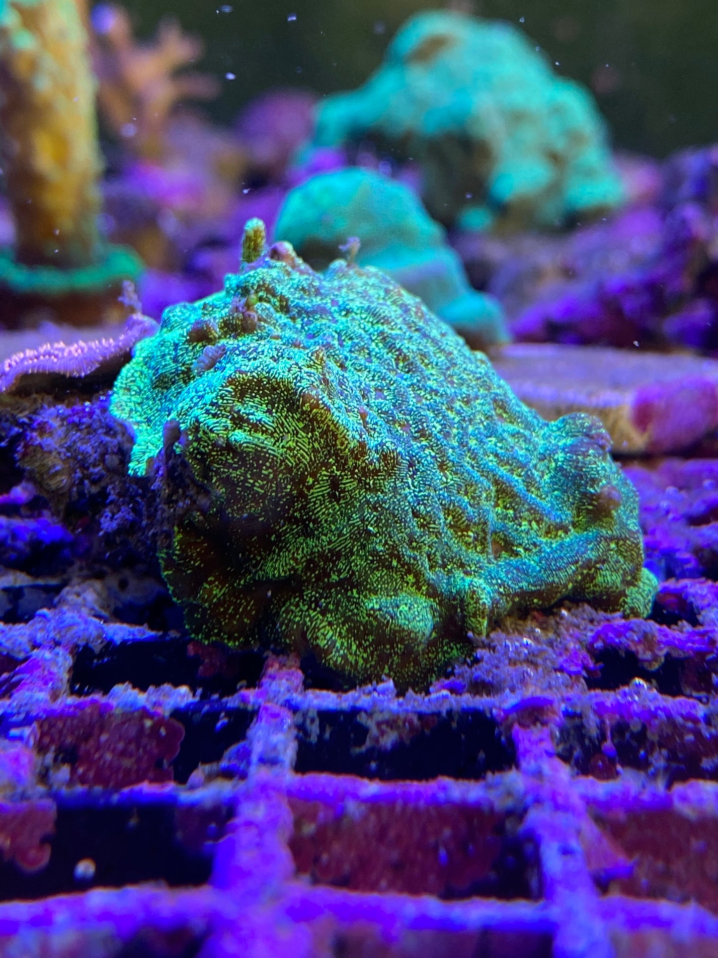 Green Montipora SPS Coral