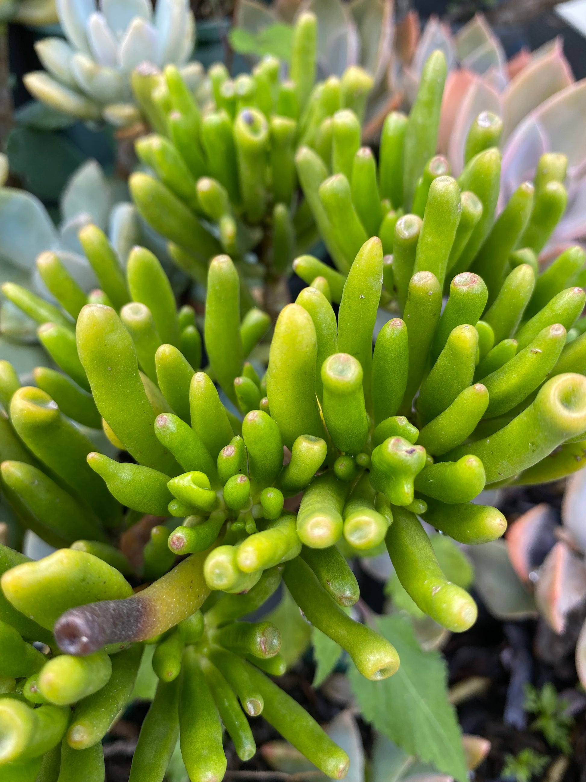 trident succulent Succulents Plant – Trident Aquaria