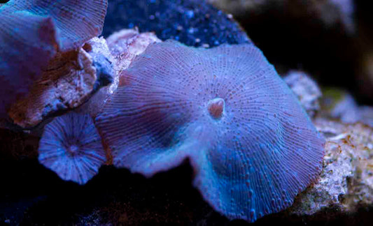 Purple Discosoma Mushroom Other Soft Corals