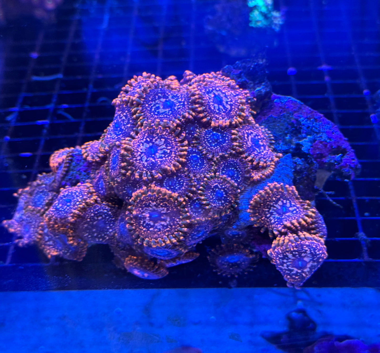 Utter Chaos Zoanthids