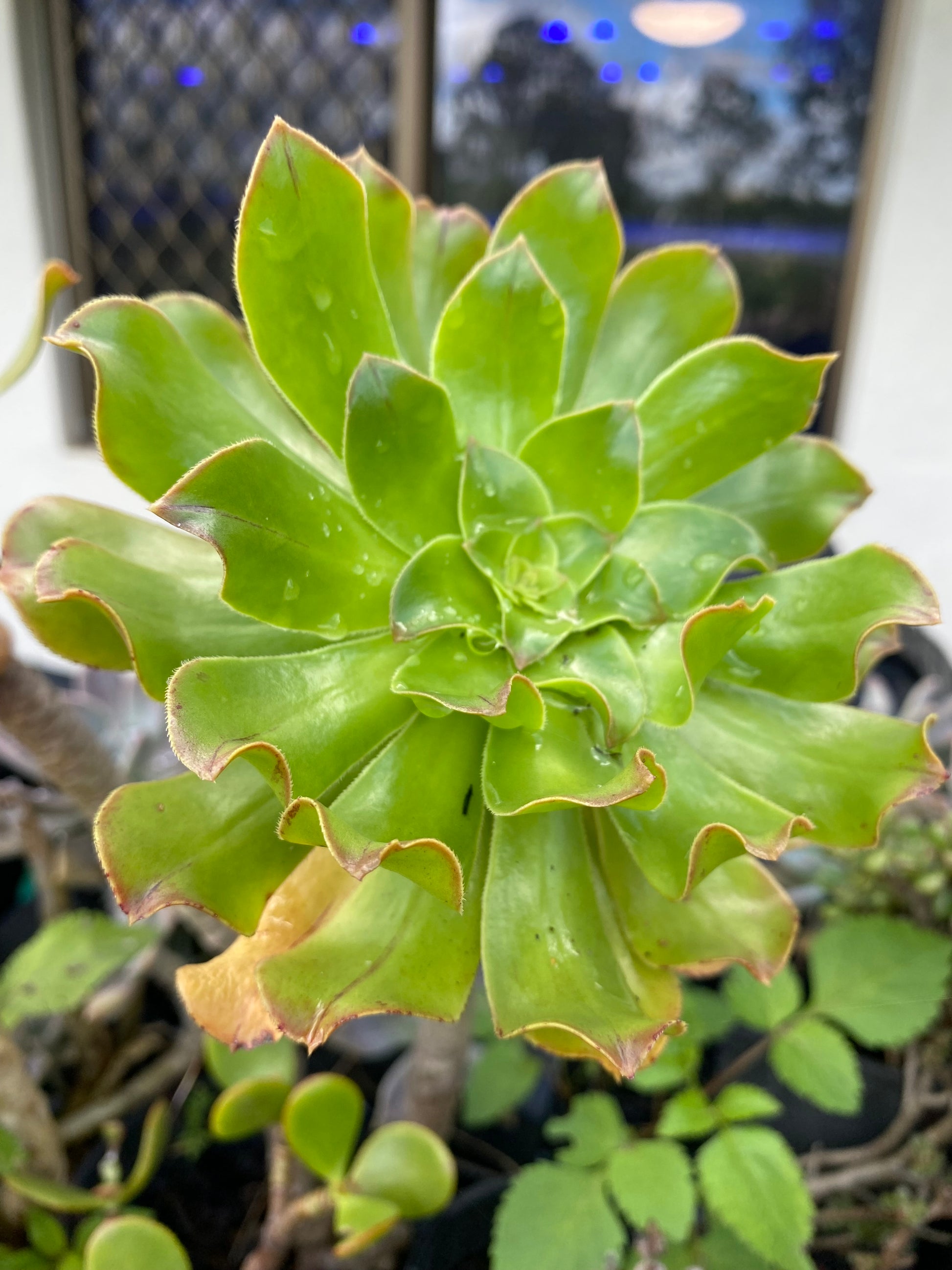 trident succulent Succulents Plant – Trident Aquaria