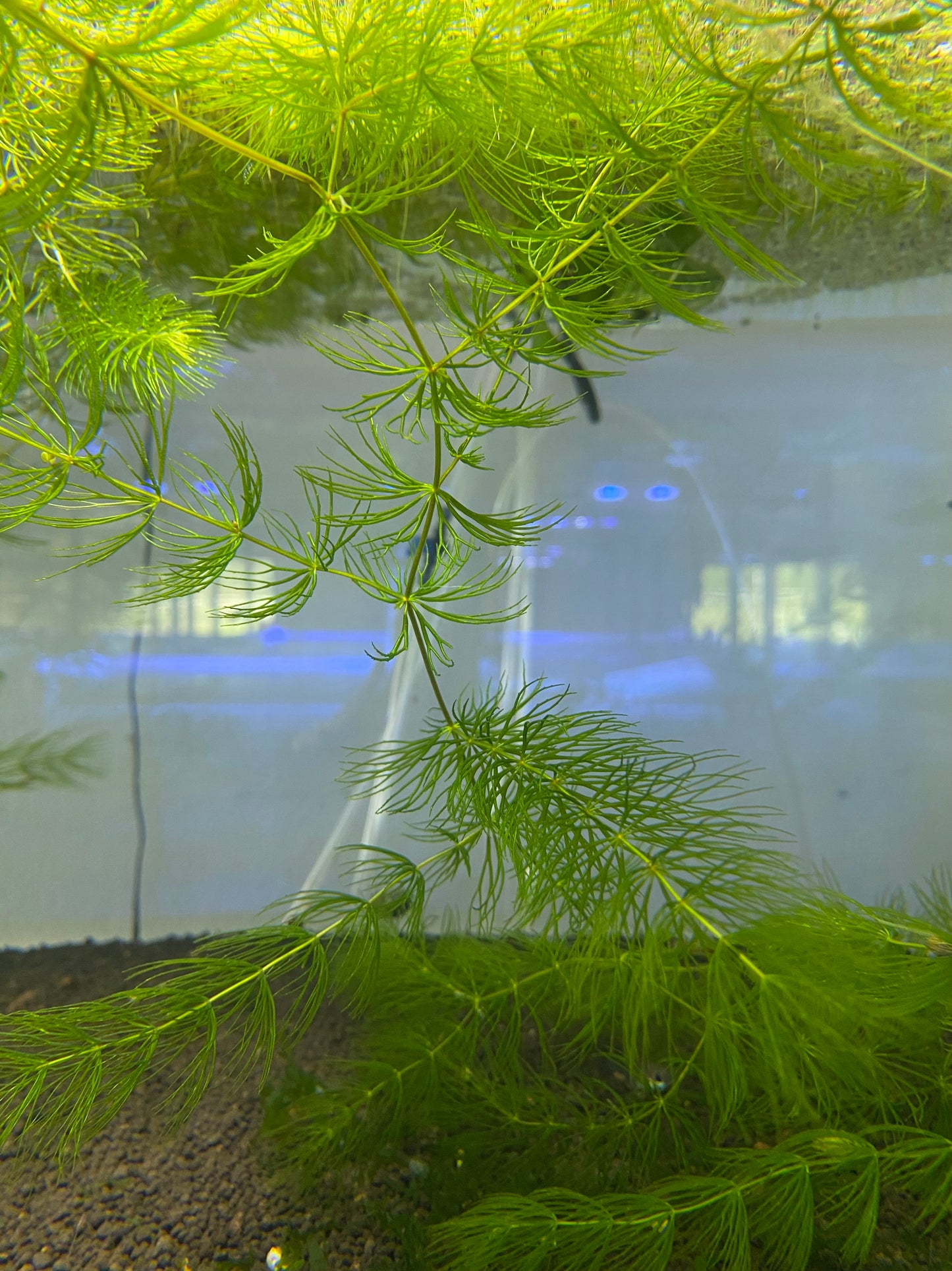 Filigree Milfoil Bunch Plant